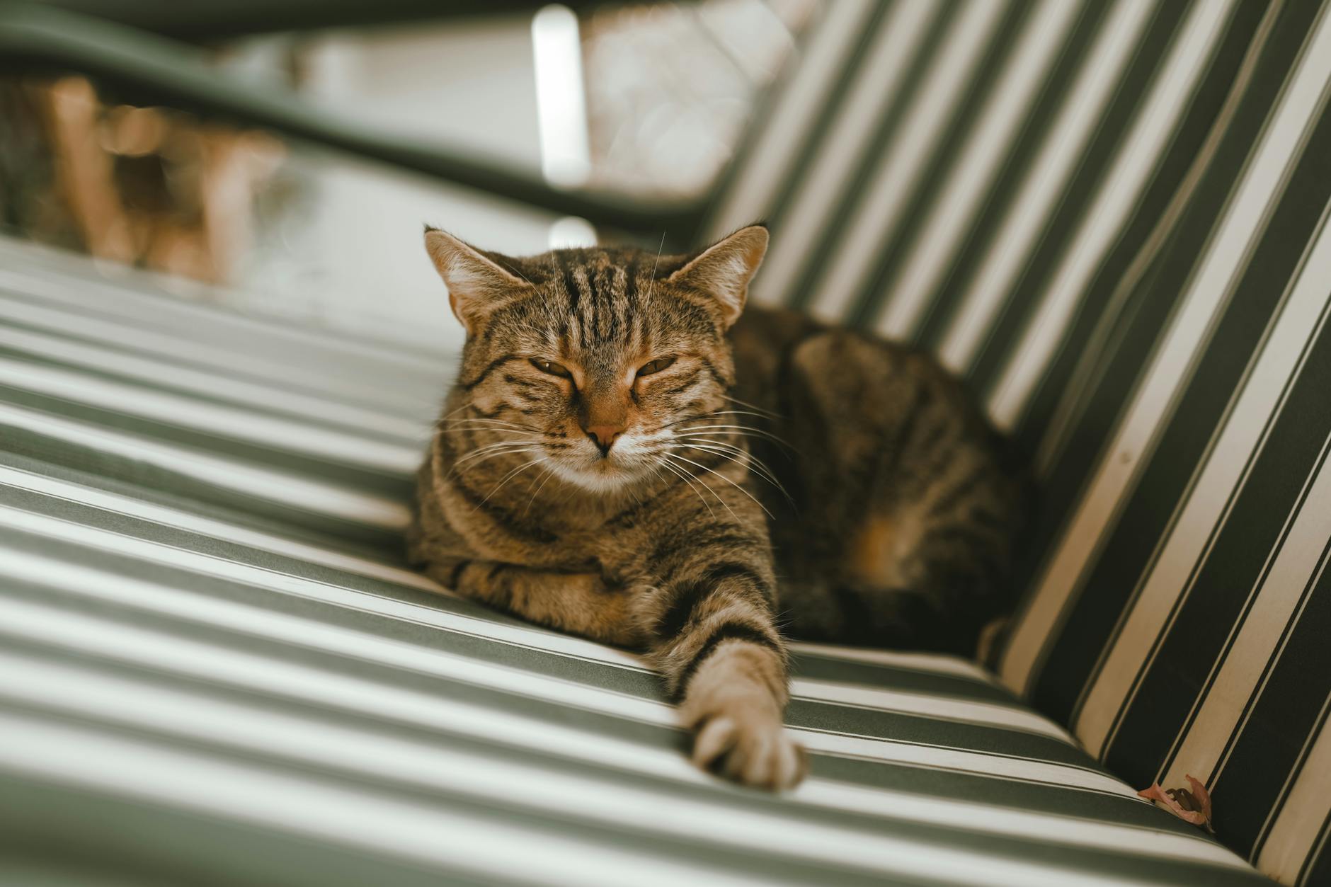Tahılsız Kedi Maması: FDA DCM Tartışması ve Bilim