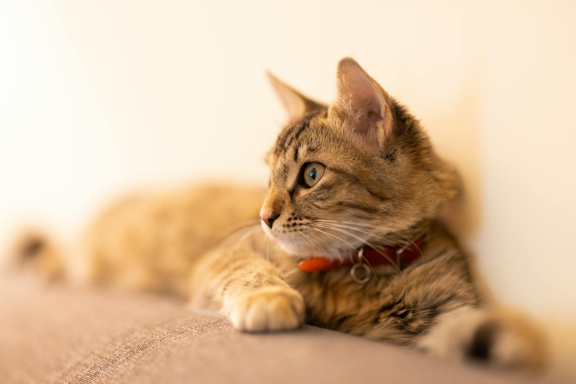 Tahılsız Kedi Maması: FDA DCM Tartışması ve Bilim