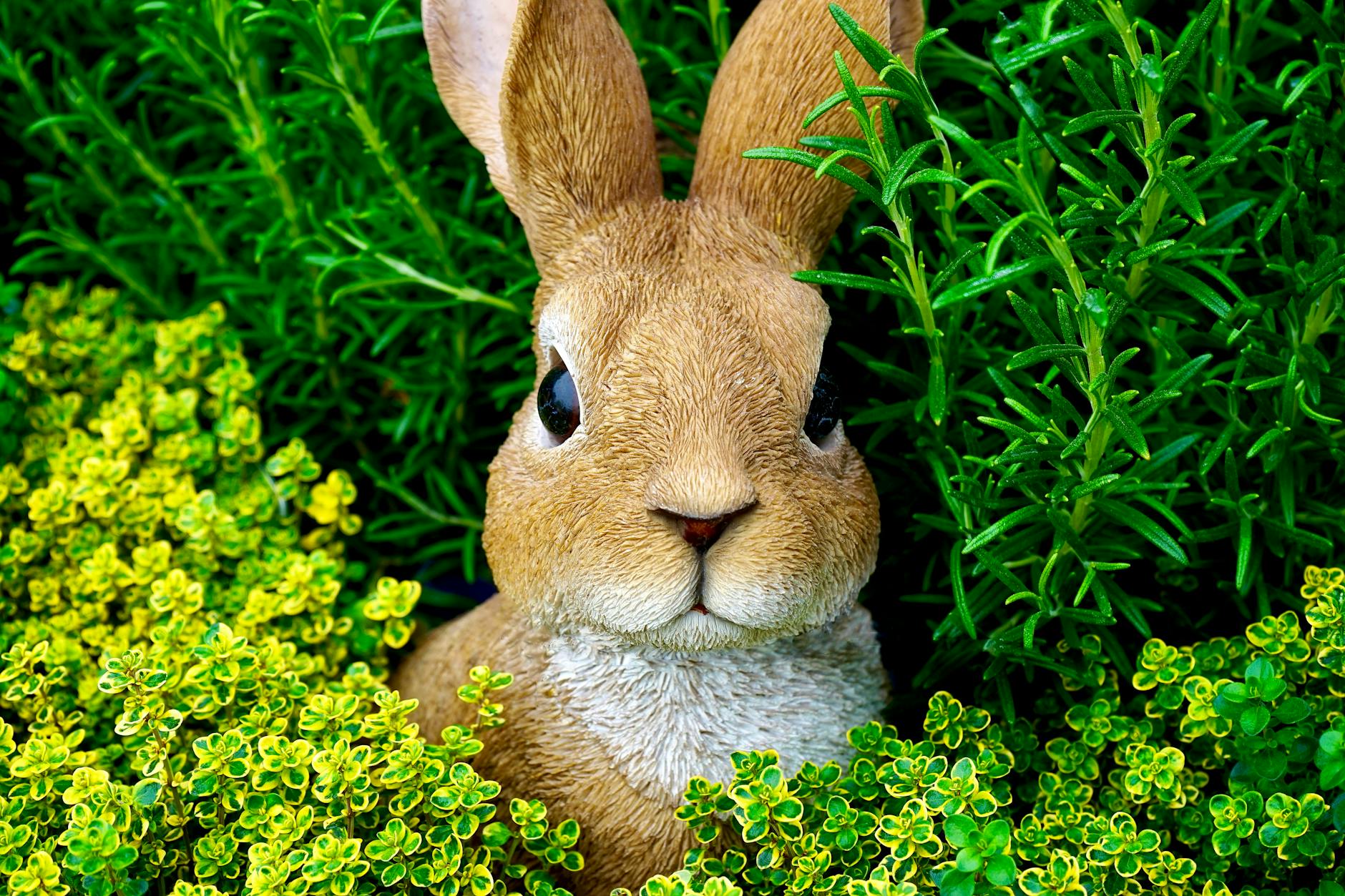 Tavşanda GI Staz (Sindirim Durması): Hayati Acil