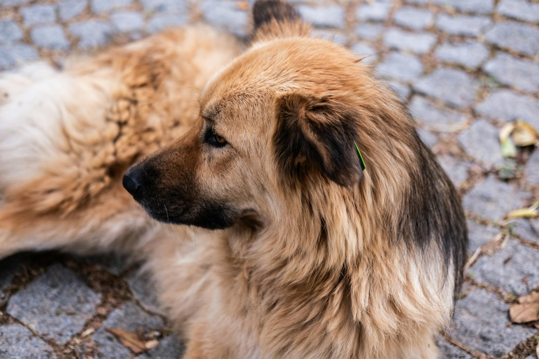 zayıf yaşlı köpek vücut