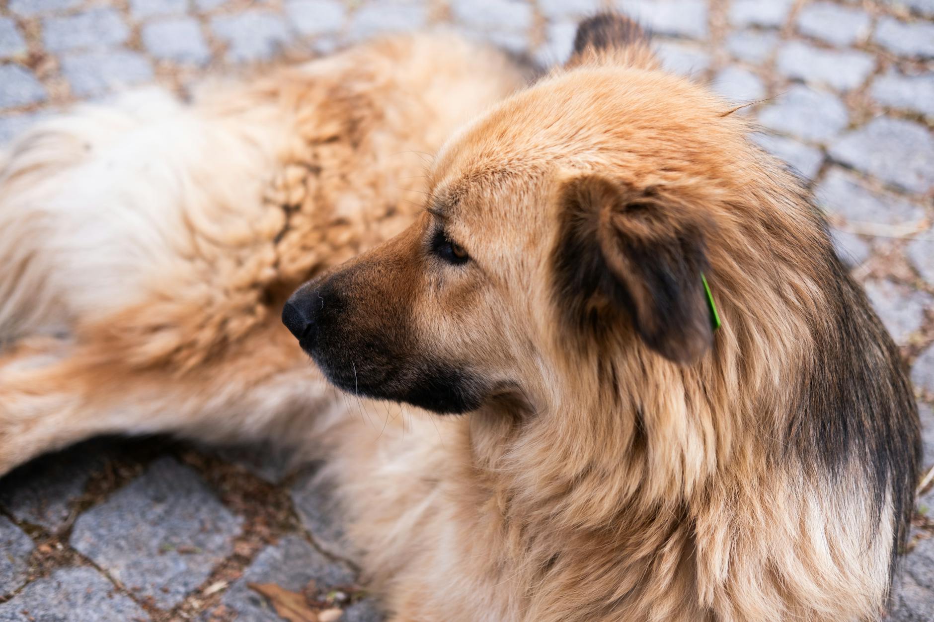 köpek kürkünde kene