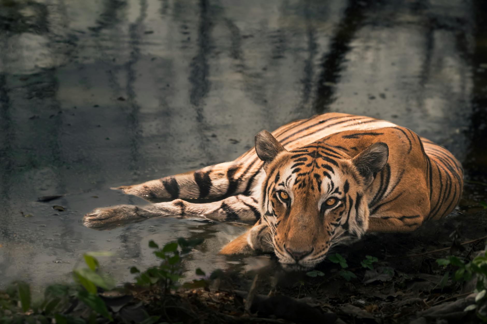 tiger karides deseni