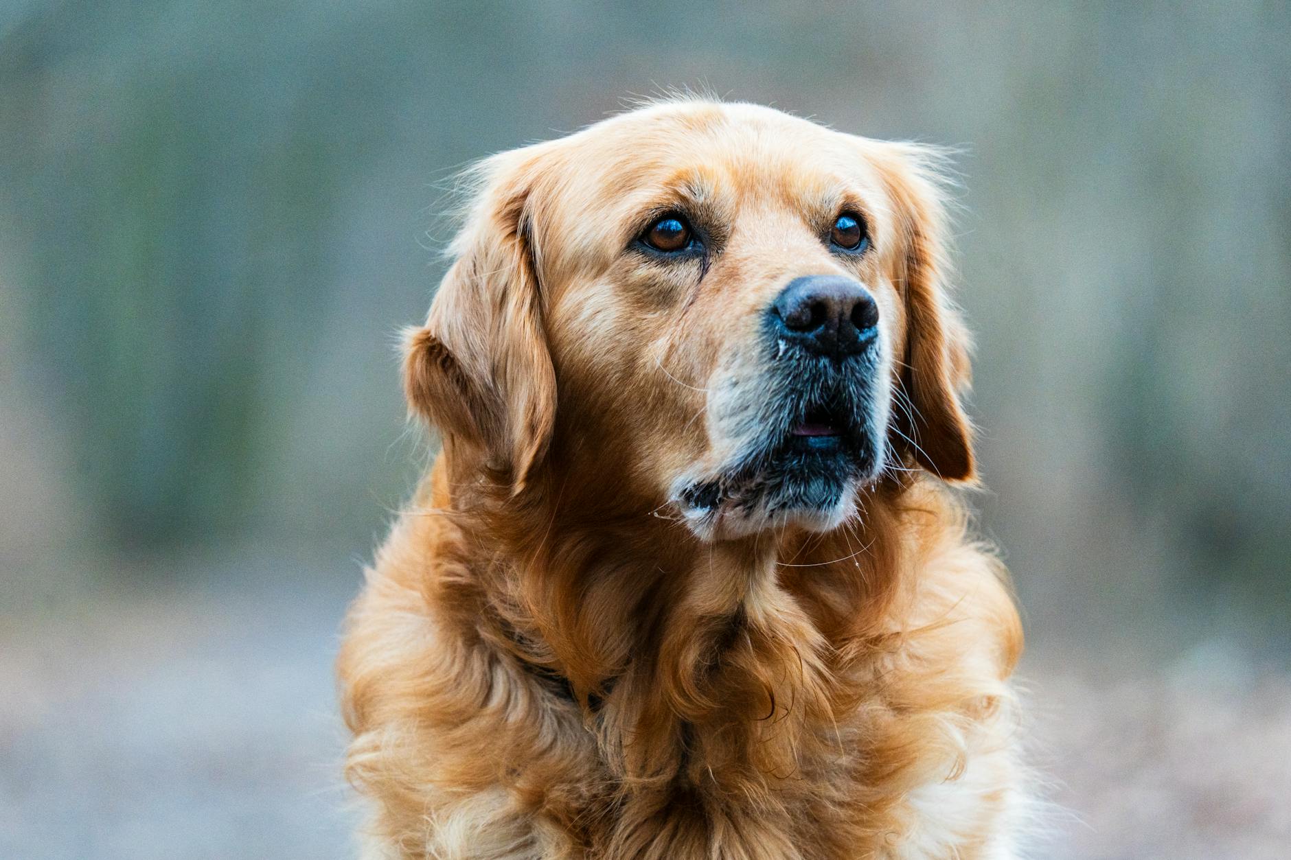 donuk tüylü köpek
