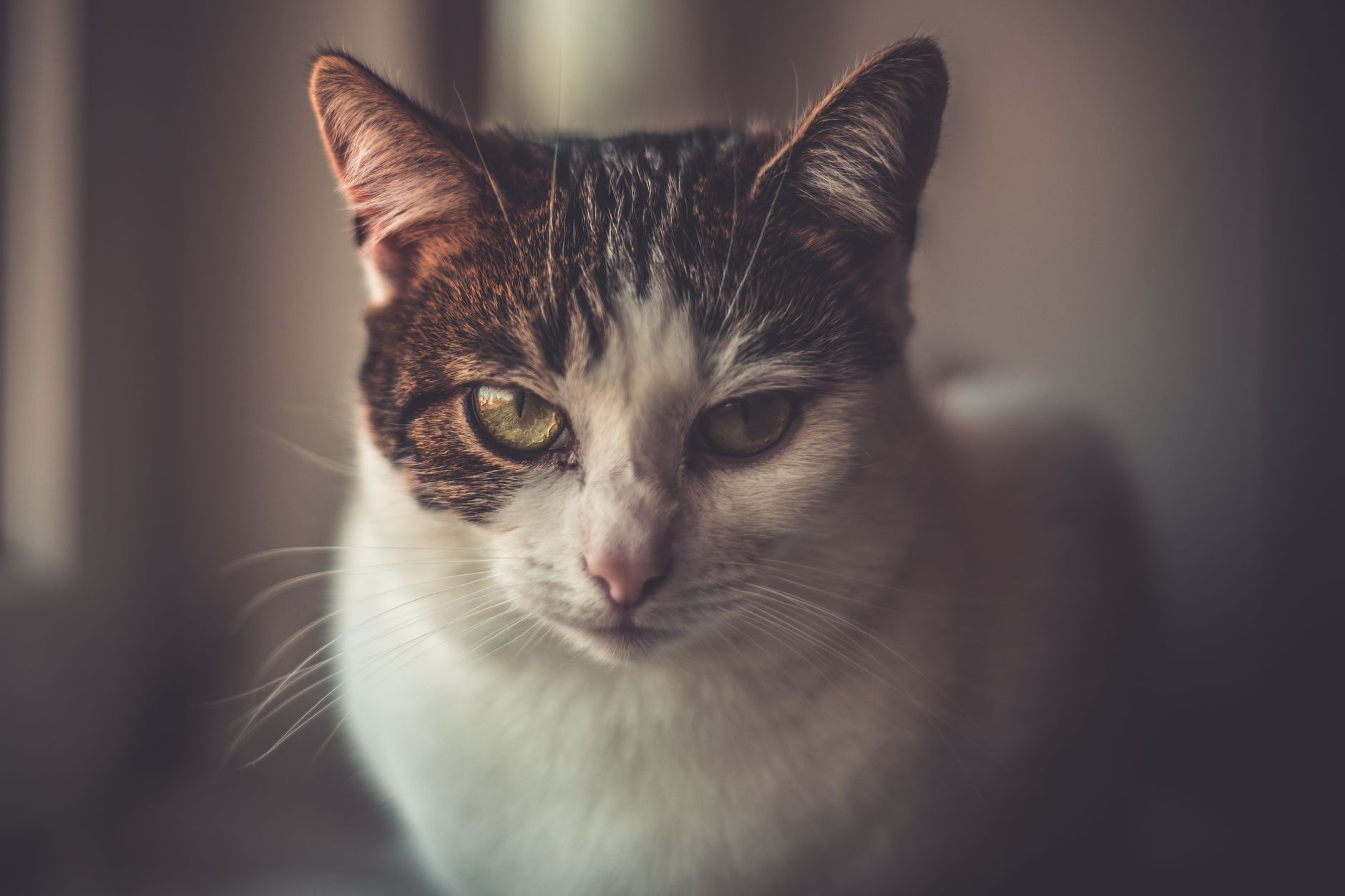 Türk Kedi Irkları: Türk Van, Türk Ankara, Tekir ve Sokak Kedileri Rehberi