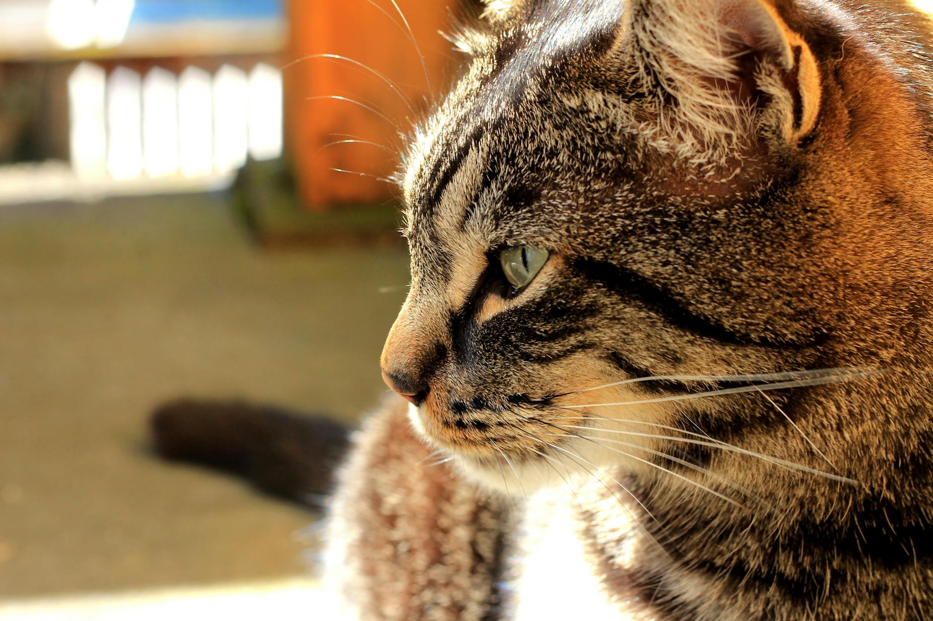 Türk Kedi Irkları: Türk Van, Türk Ankara, Tekir ve Sokak Kedileri Rehberi