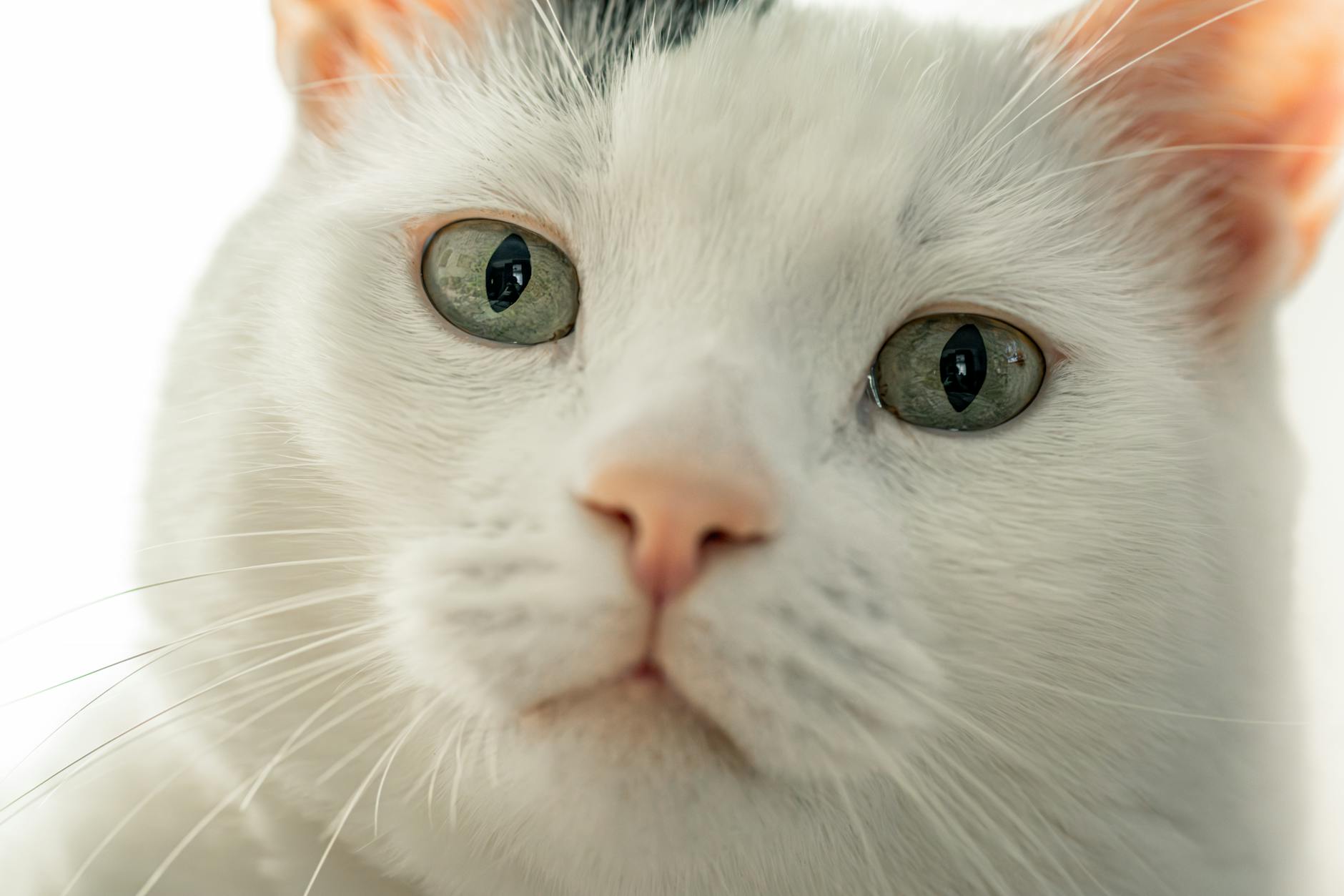 Türk Kedi Irkları: Türk Van, Türk Ankara, Tekir ve Sokak Kedileri Rehberi