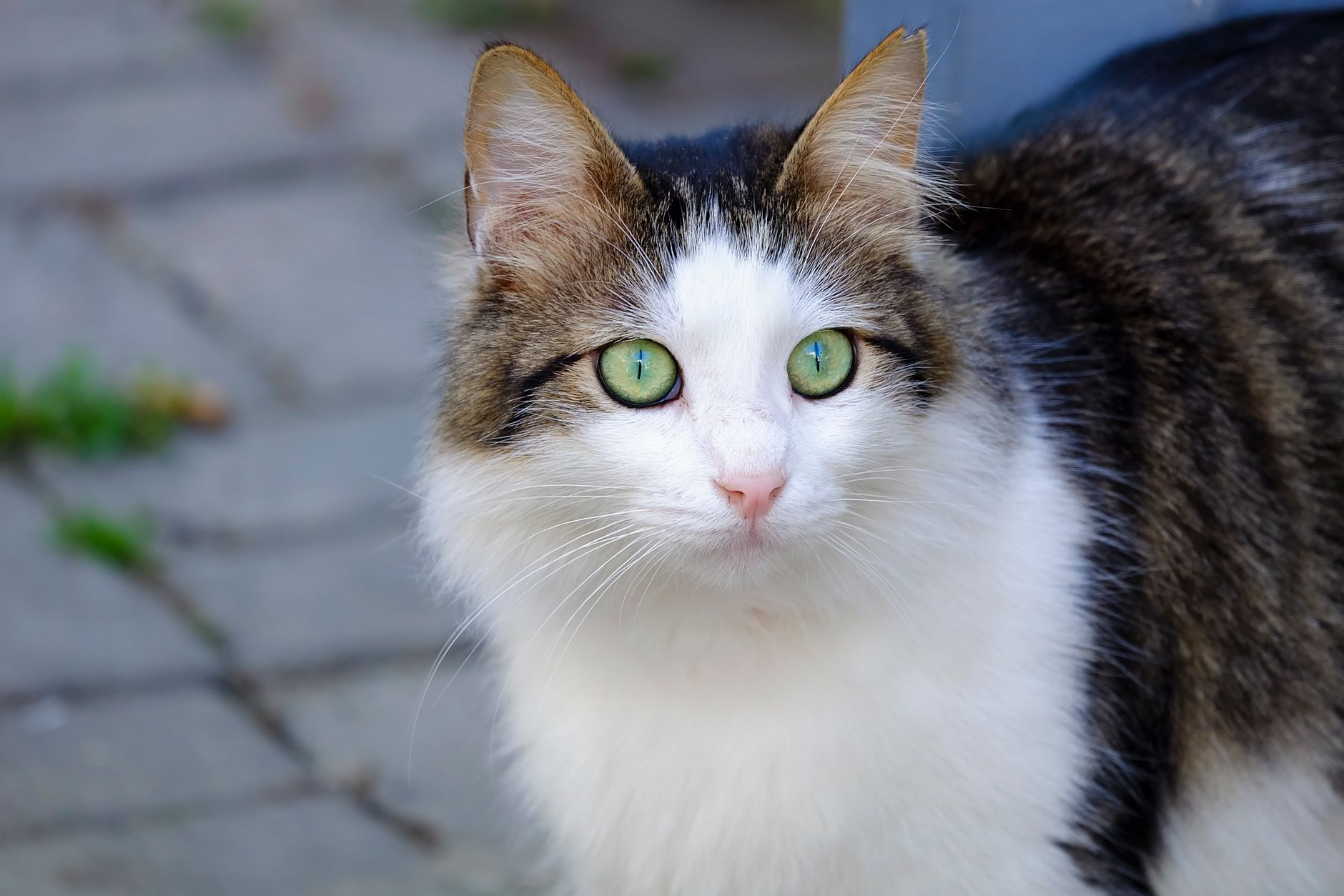 Tüysüz Kedi Irkları: Sphynx, Donskoy, Peterbald ve Bambino Rehberi