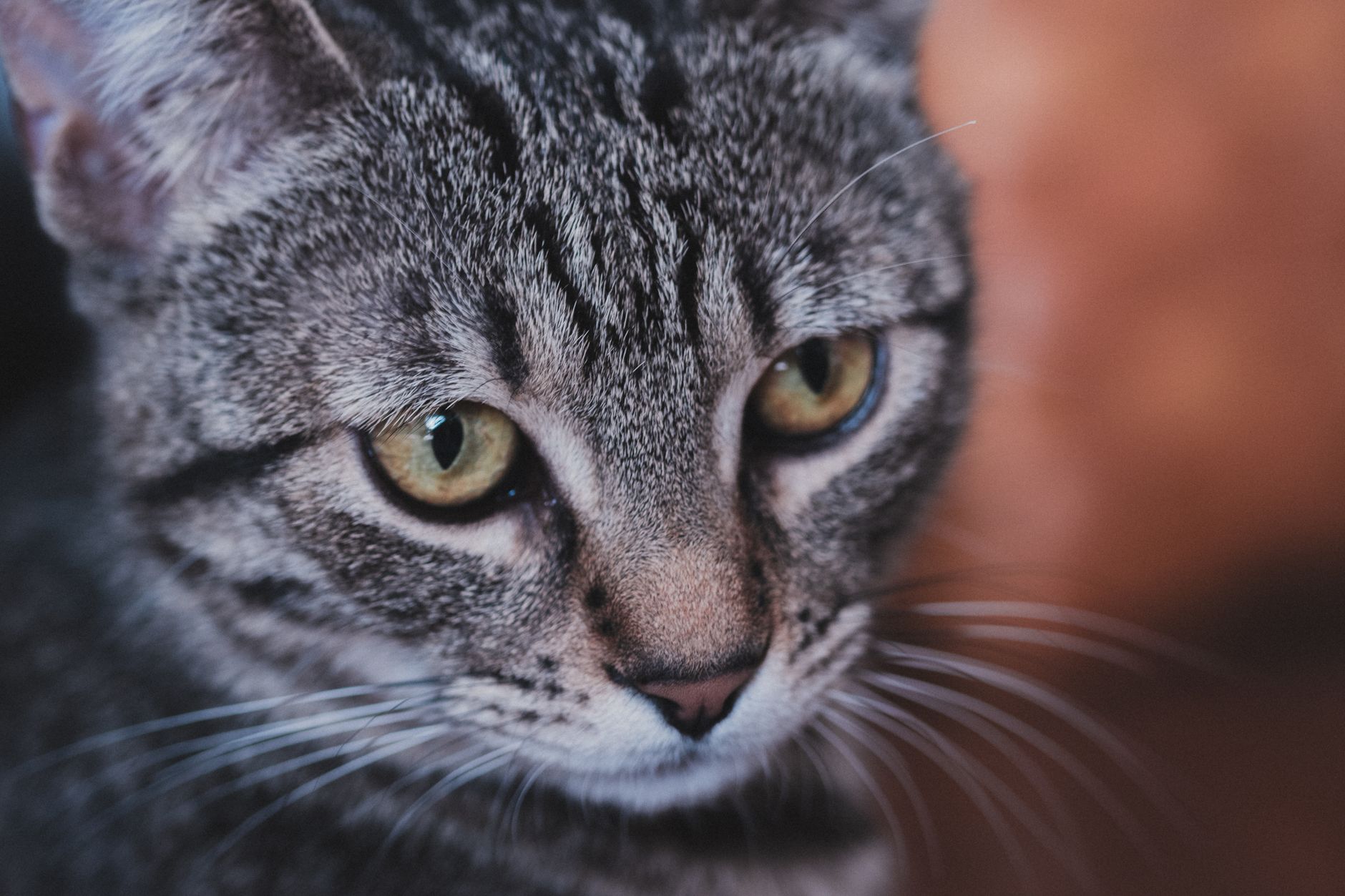 Tüysüz Kedi Irkları: Sphynx, Donskoy, Peterbald ve Bambino Rehberi