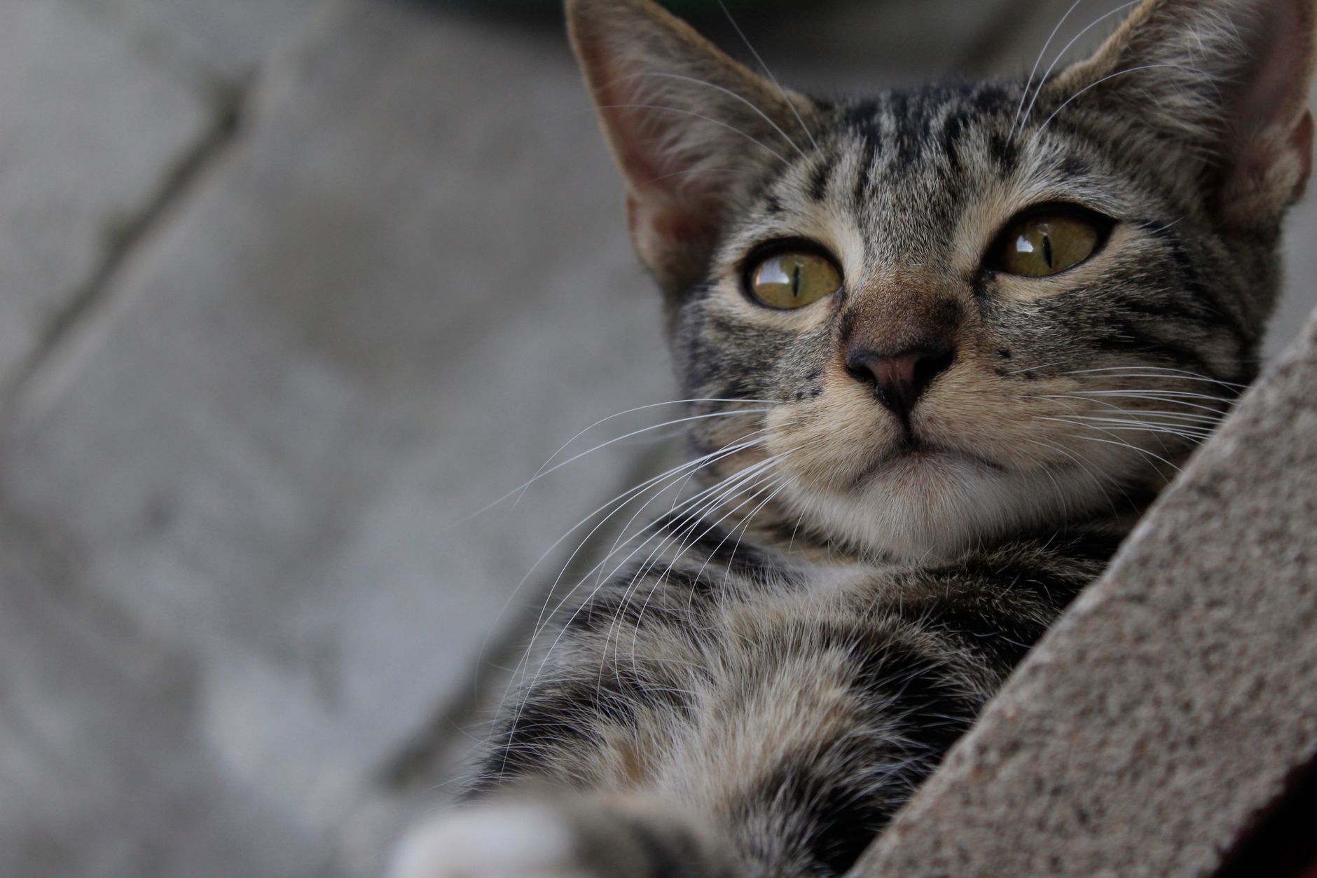Tüysüz Kedi Irkları: Sphynx, Donskoy, Peterbald ve Bambino Rehberi