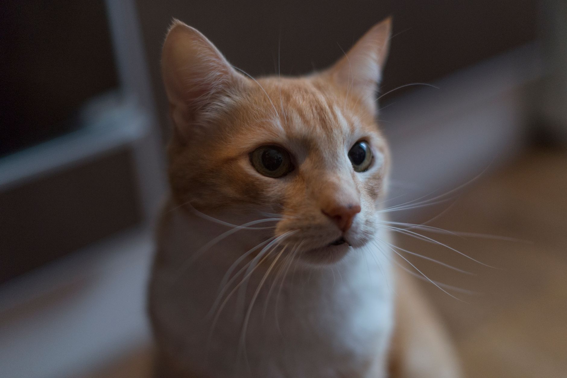 Tüysüz Kedi Irkları: Sphynx, Donskoy, Peterbald ve Bambino Rehberi