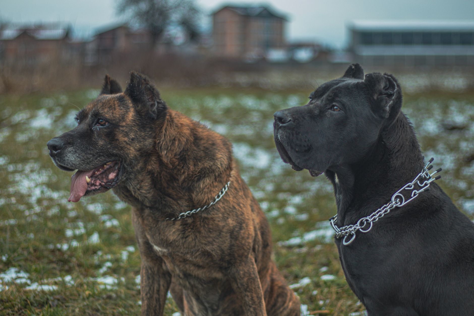 iki tip köpek maması kase