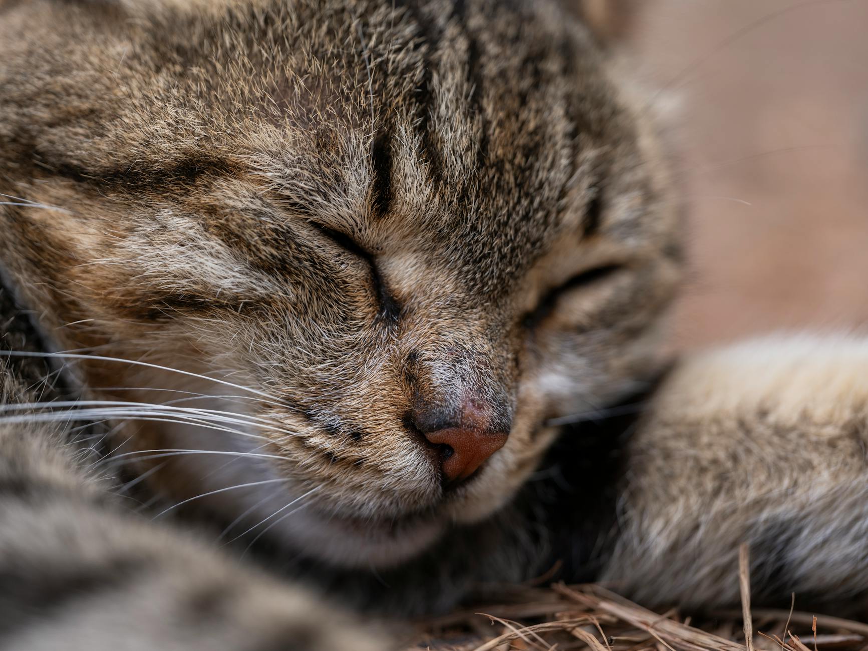 Uzun Tüylü Kedi Irkları: Persian, Maine Coon, Ragdoll, Norveç Orman ve Diğerleri