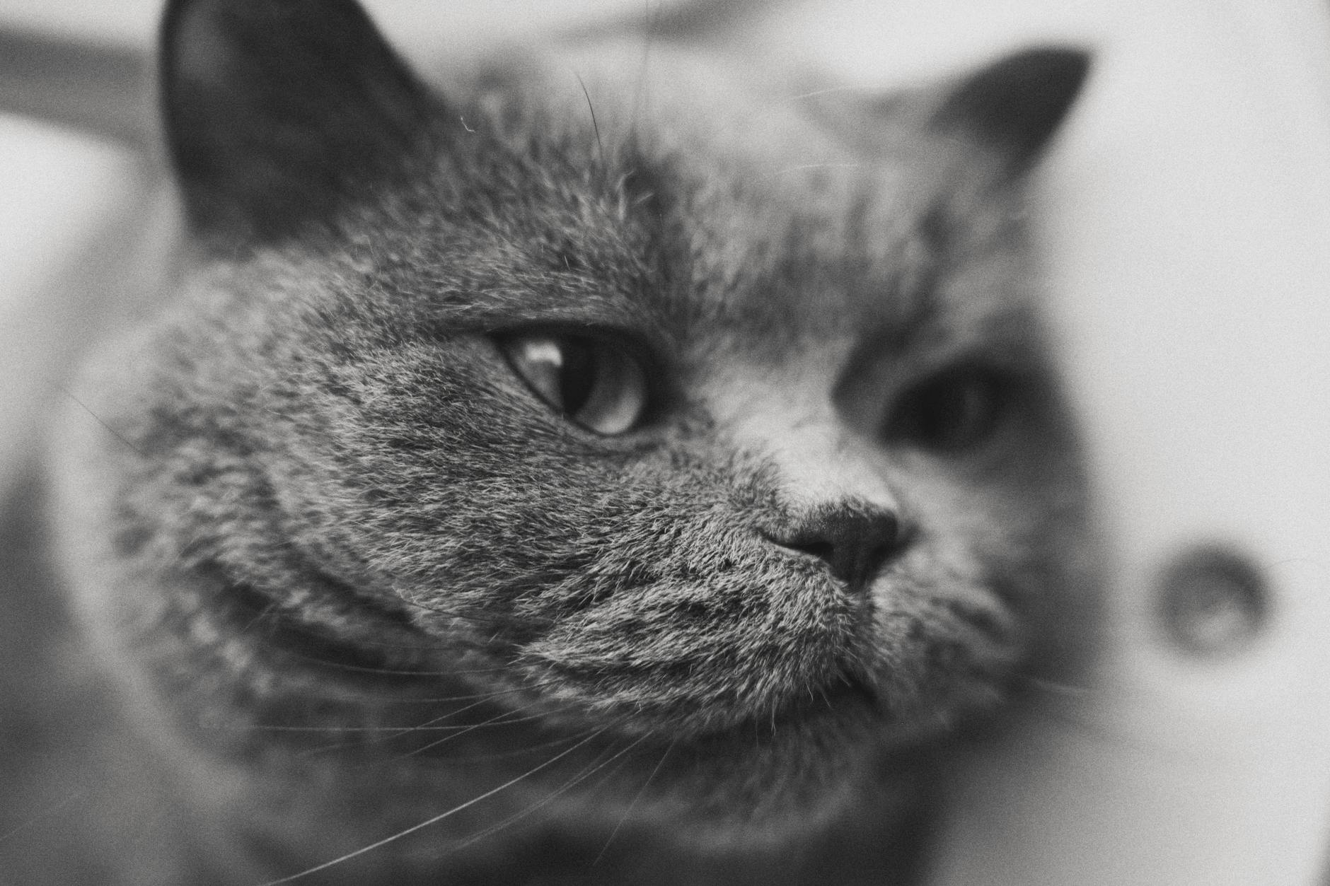 Uzun Tüylü Kedi Irkları: Persian, Maine Coon, Ragdoll, Norveç Orman ve Diğerleri