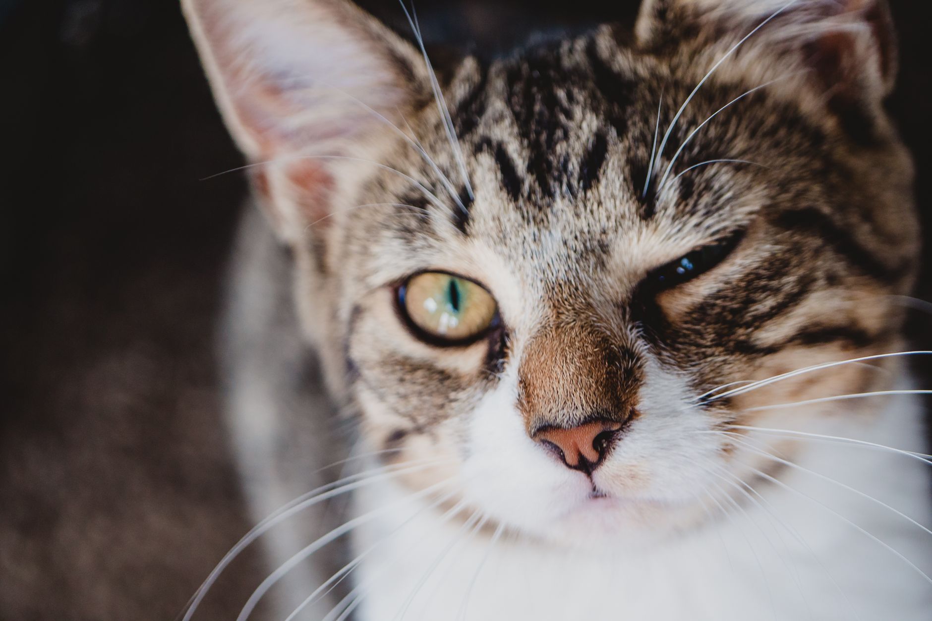 Uzun Tüylü Kedi Irkları: Persian, Maine Coon, Ragdoll, Norveç Orman ve Diğerleri