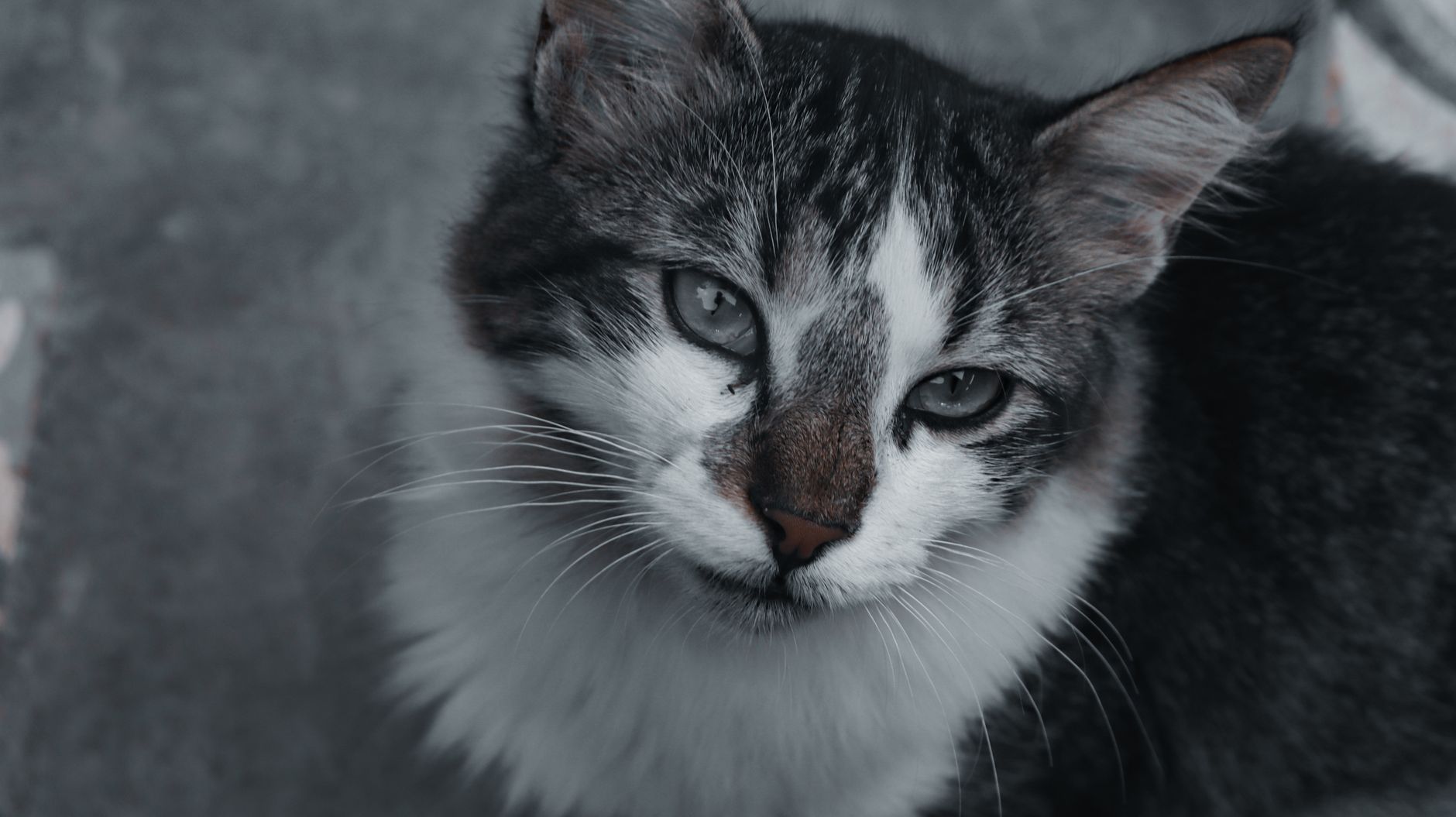Uzun Tüylü Kedi Irkları: Persian, Maine Coon, Ragdoll, Norveç Orman ve Diğerleri