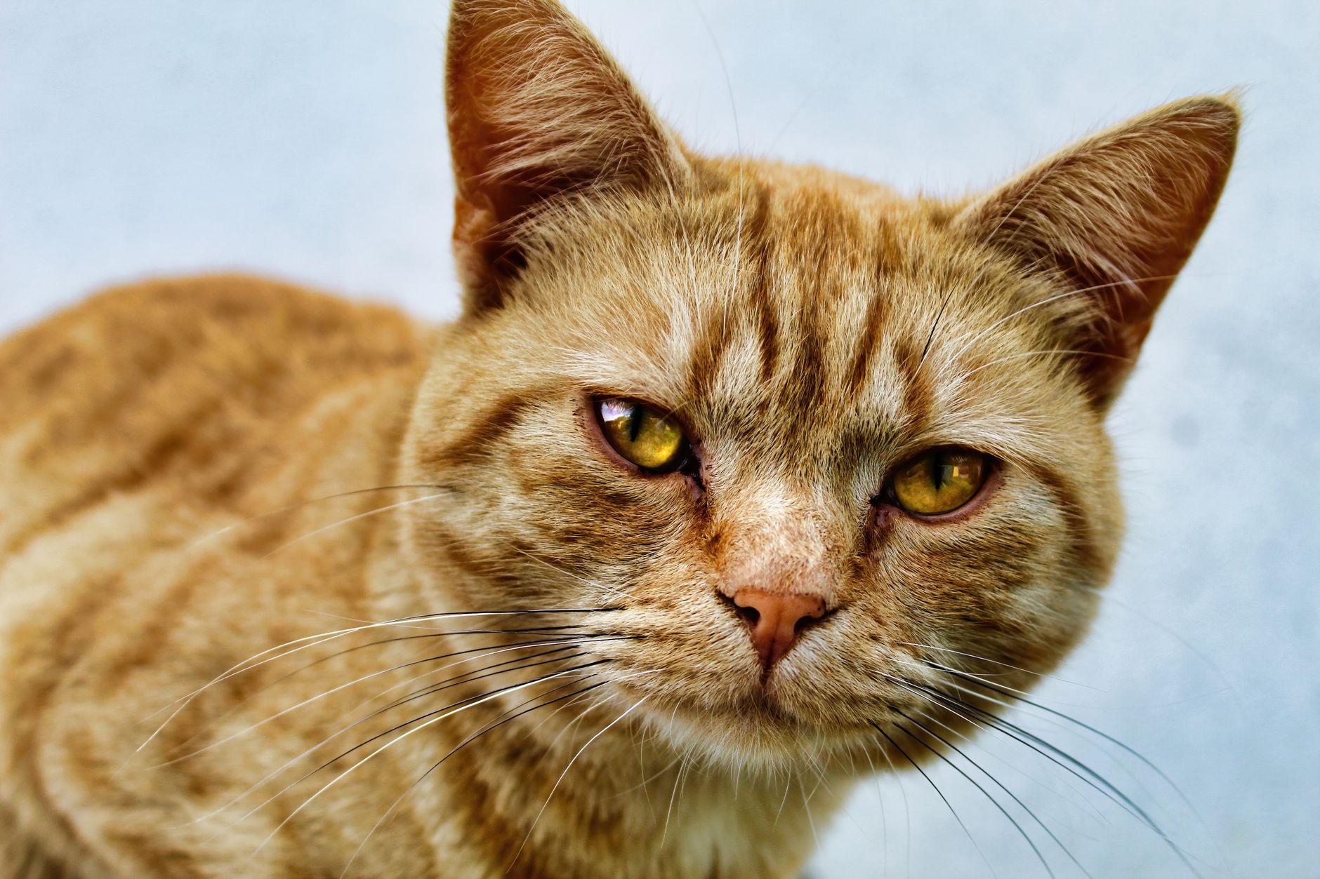 Uzun Tüylü Kedi Irkları: Persian, Maine Coon, Ragdoll, Norveç Orman ve Diğerleri