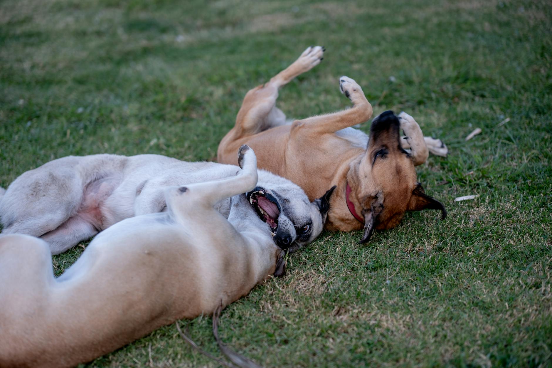 köpek karın muayenesi