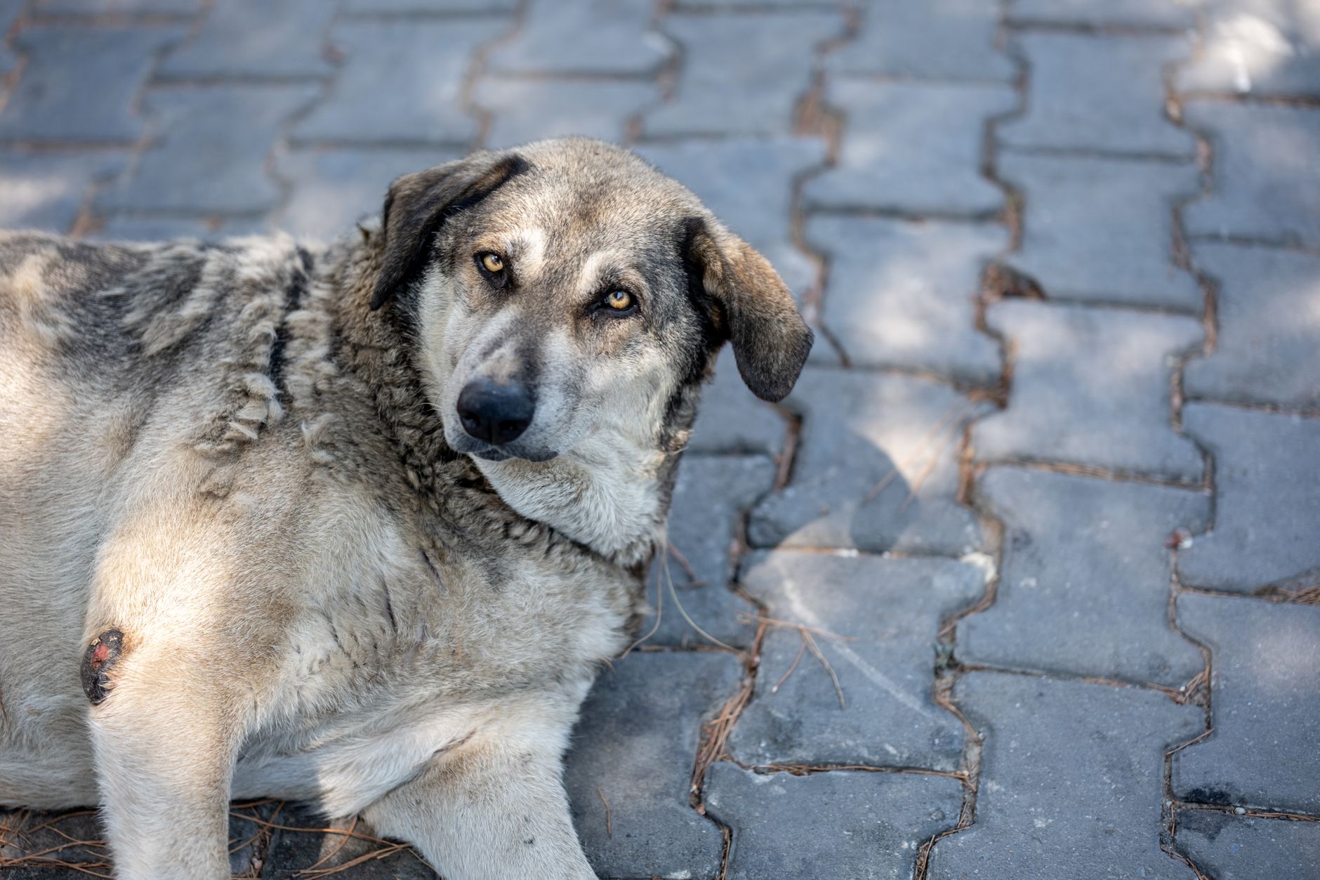 köpek bel ölçümü