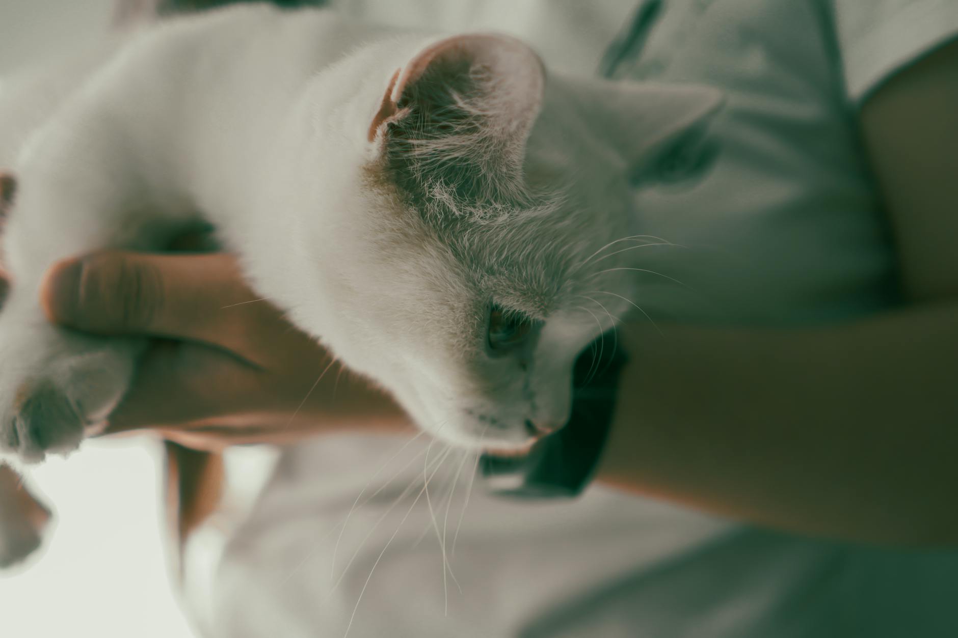 kedi triyaj kararı