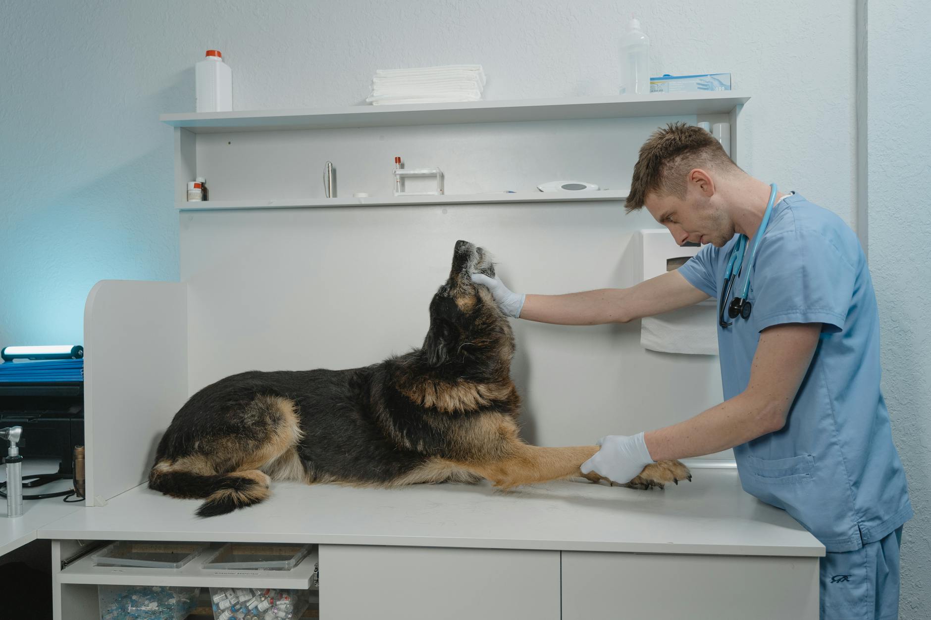 veteriner köpek muayene
