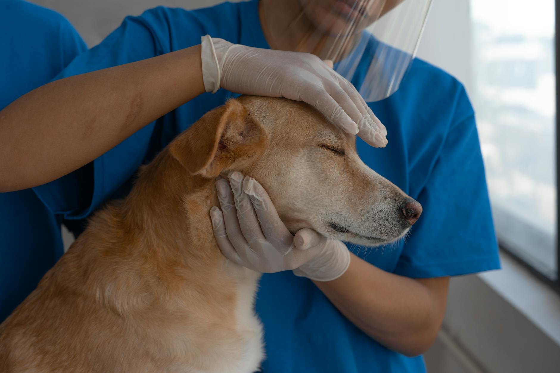 köpek acil değerlendirme
