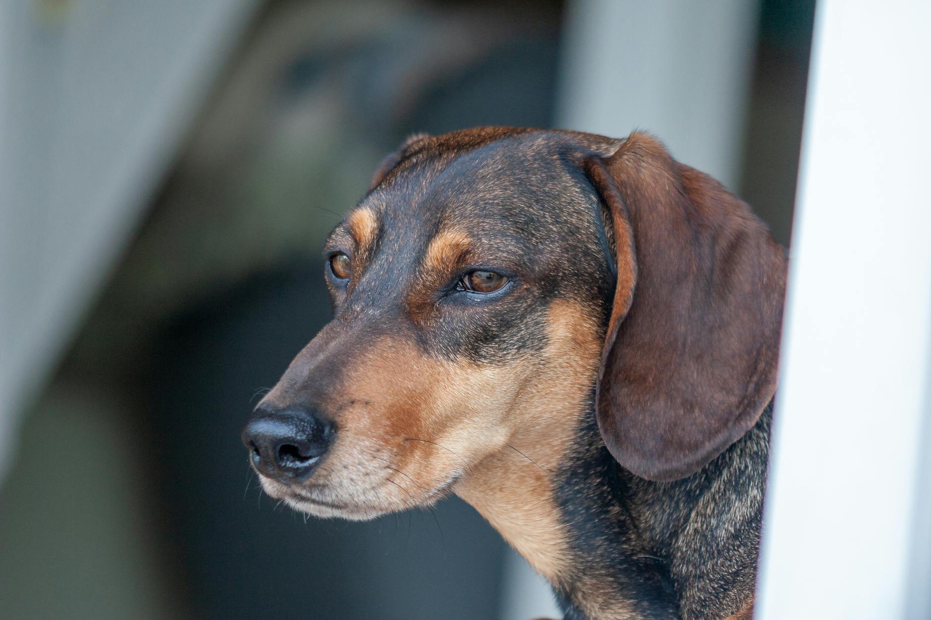 tartıda köpek