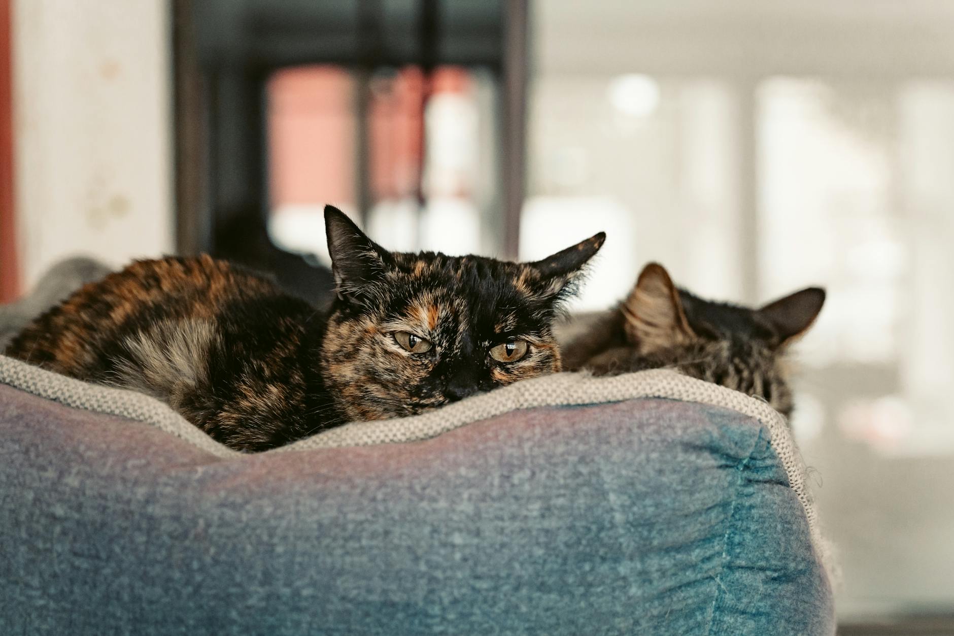 Veteriner Reçeteli Kedi Maması: Renal, Üriner, Diyabet ve Sindirim