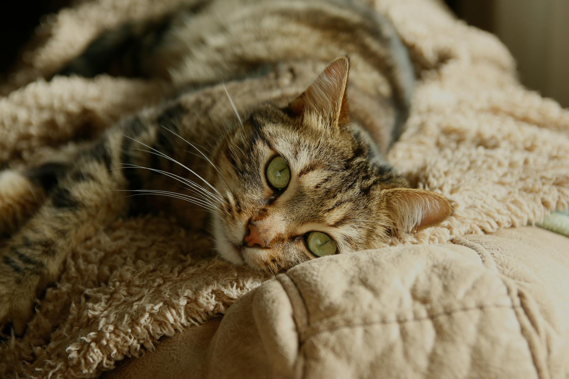 Veteriner Reçeteli Kedi Maması: Renal, Üriner, Diyabet ve Sindirim