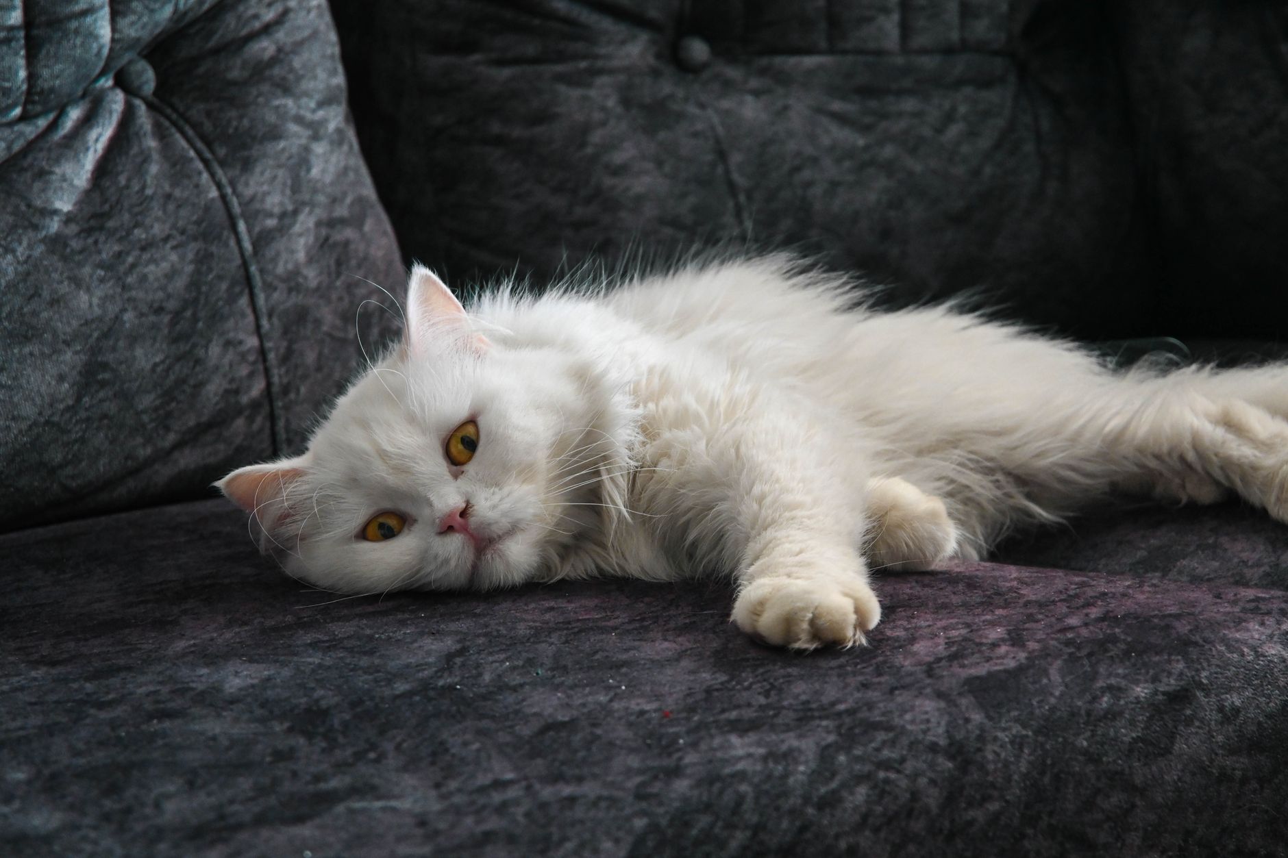 Veteriner Reçeteli Kedi Maması: Renal, Üriner, Diyabet ve Sindirim