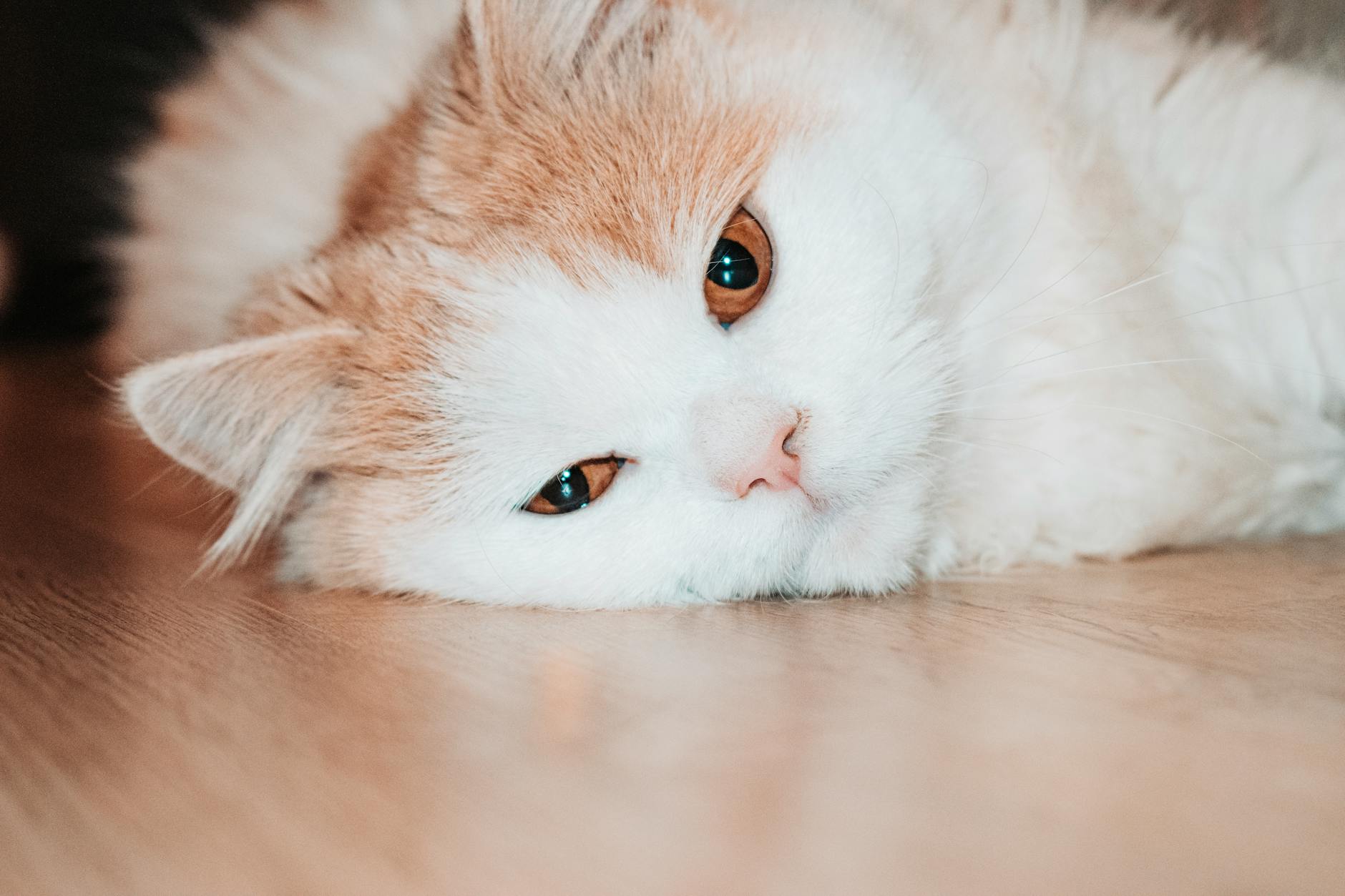 Veteriner Reçeteli Kedi Maması: Renal, Üriner, Diyabet ve Sindirim