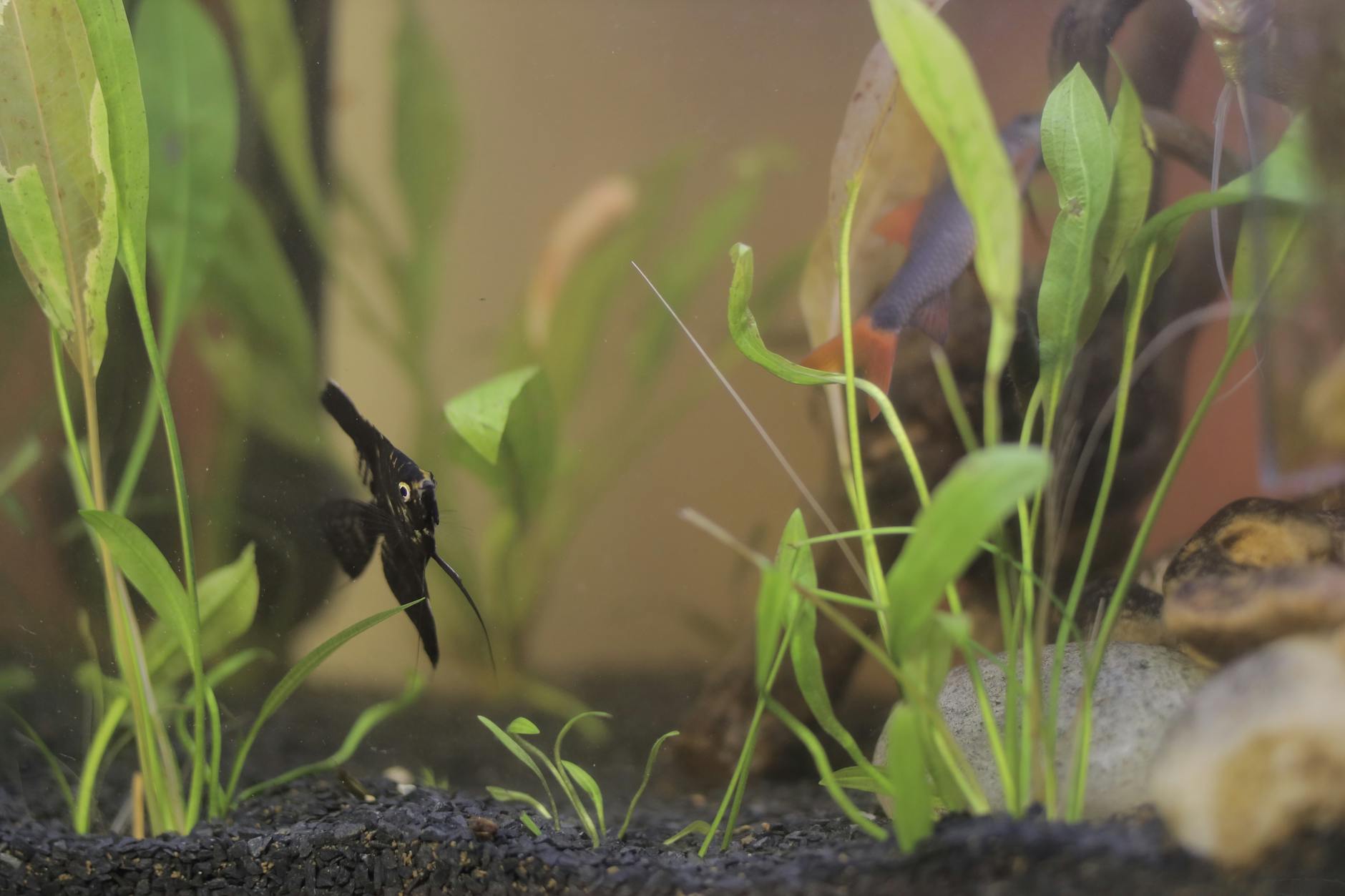 walstad toprak bitkili akvaryum