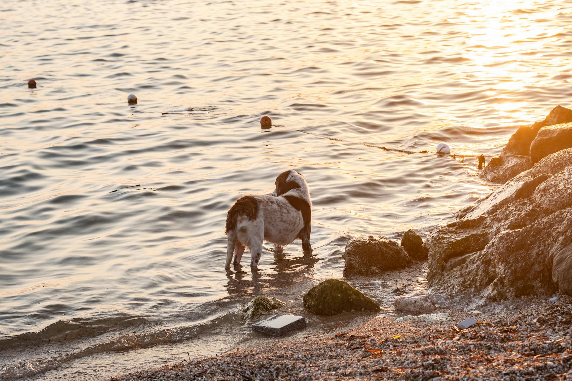 köpeği suyla serinletme