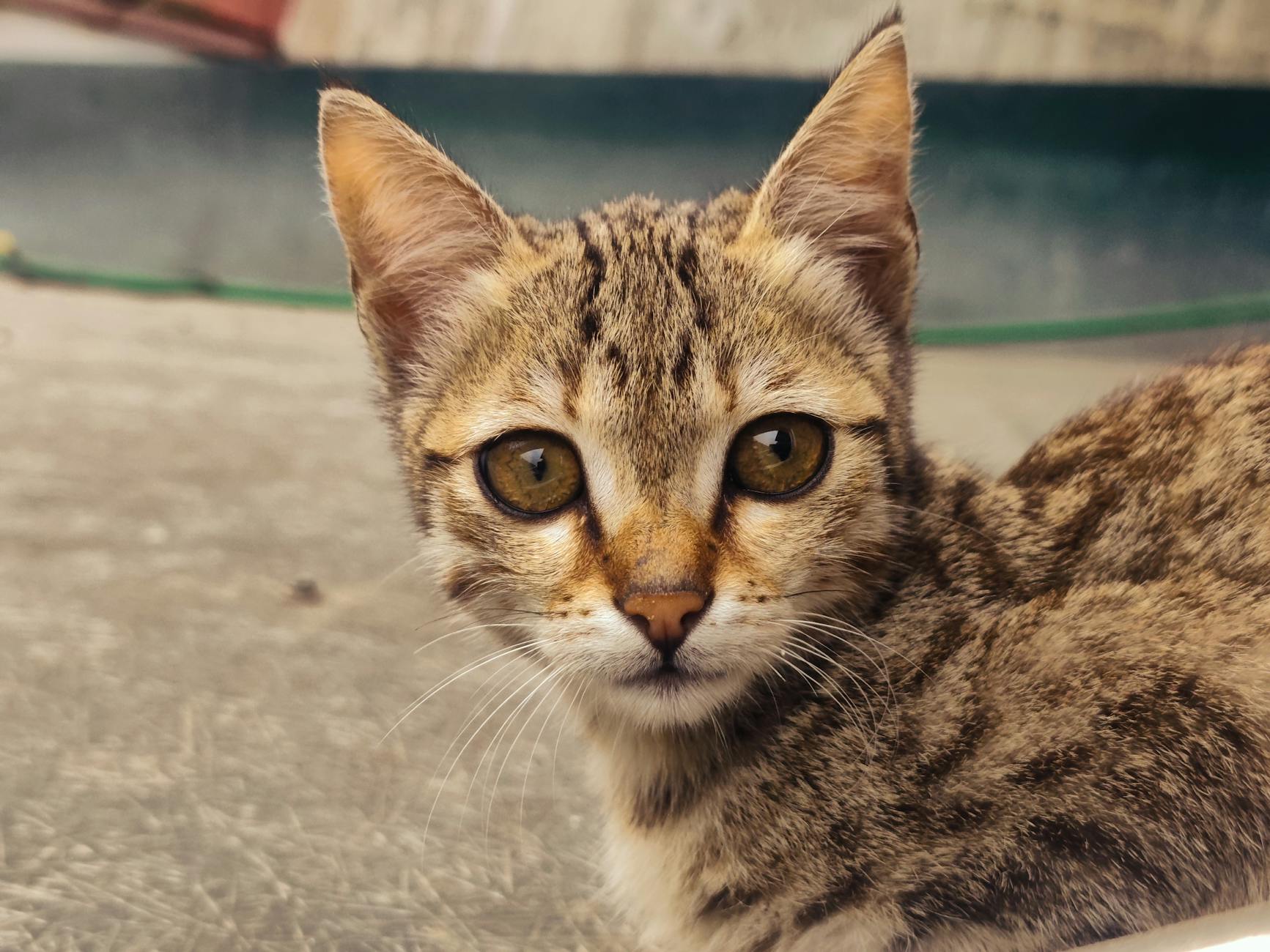 Yavru Kedi Beslenmesi: 0-12 Ay Adım Adım Rehber