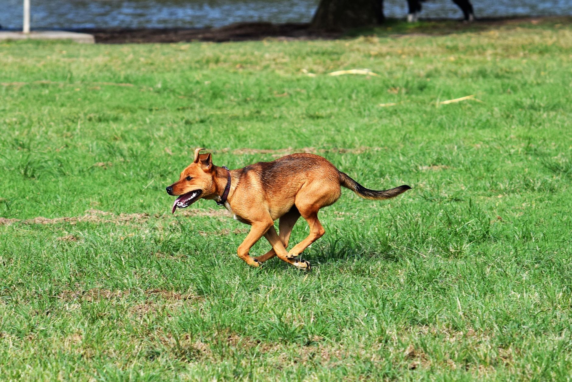 Yavru Köpek Eğitimi: İlk 16 Hafta Adım Adım Plan