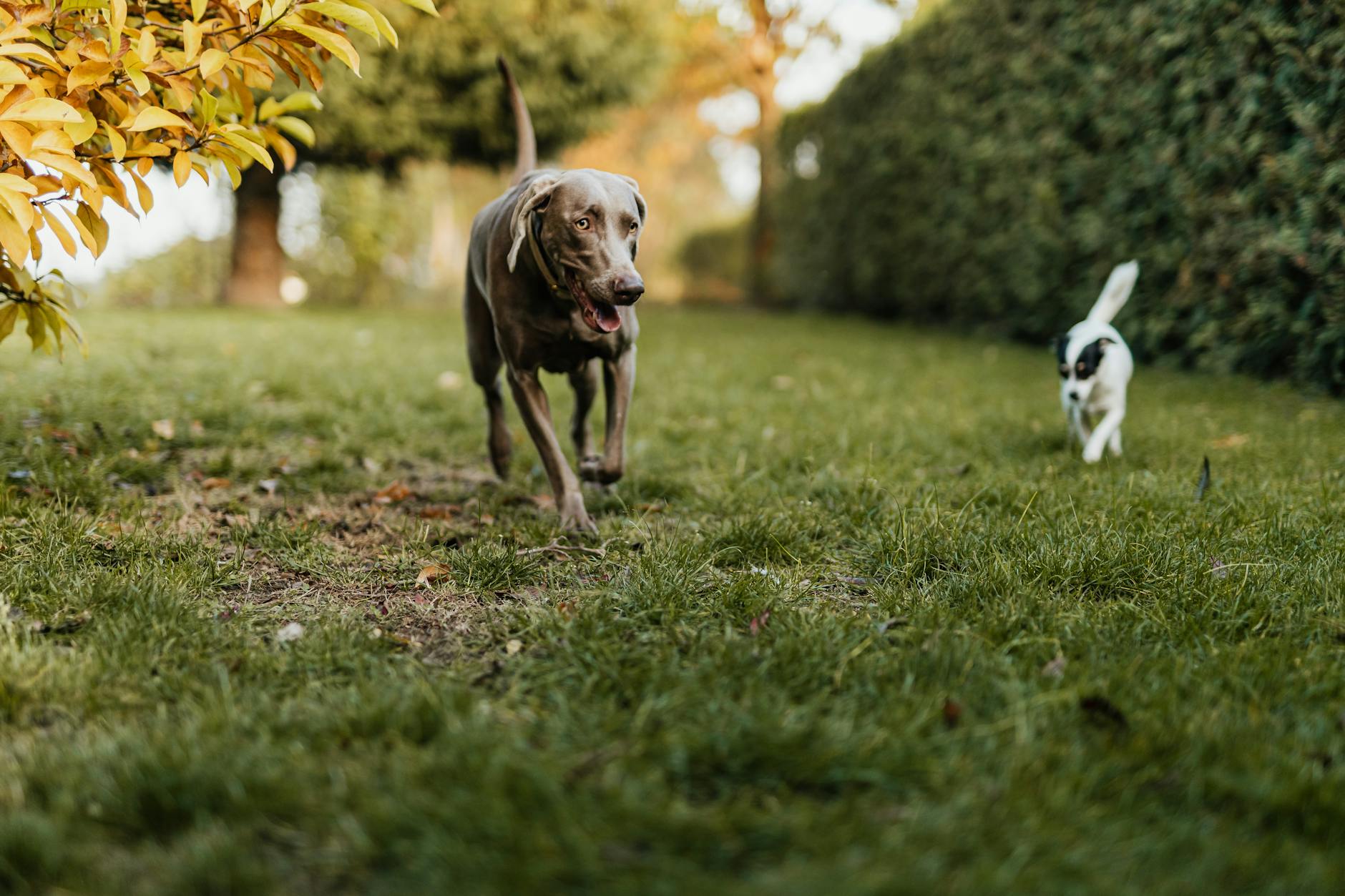 Yavru Köpek Eğitimi: İlk 16 Hafta Plan