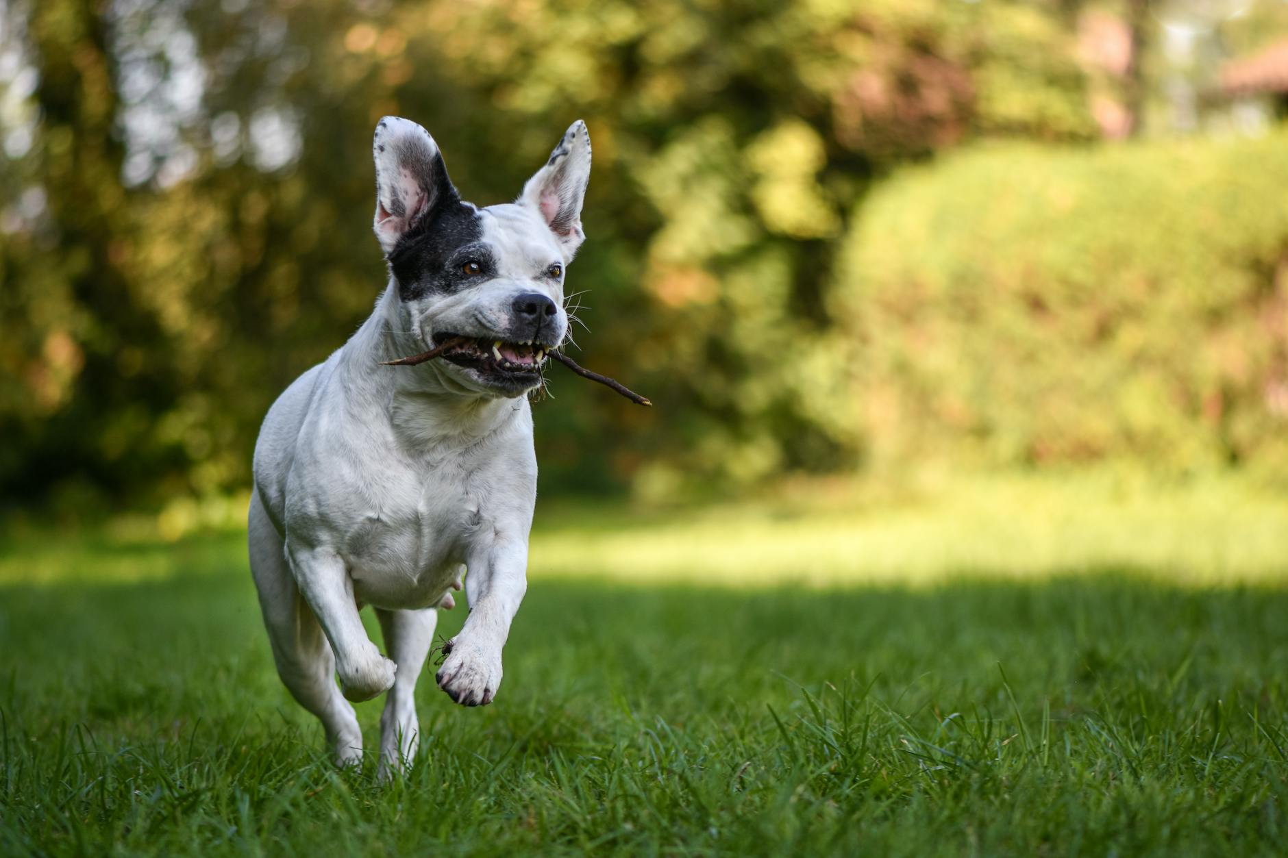 Yavru Köpek Eğitimi: İlk 16 Hafta Plan