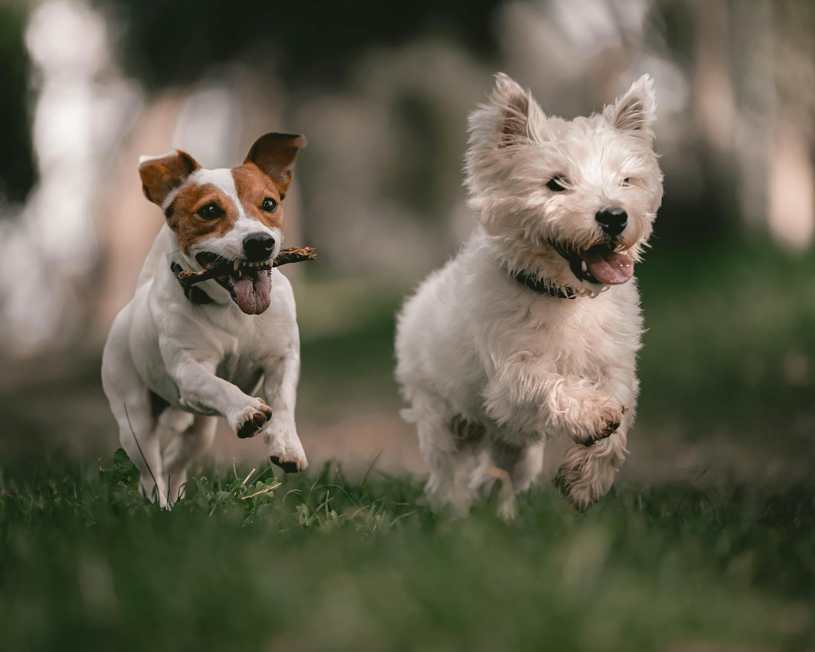 Yavru Köpek Eğitimi: İlk 16 Hafta Plan