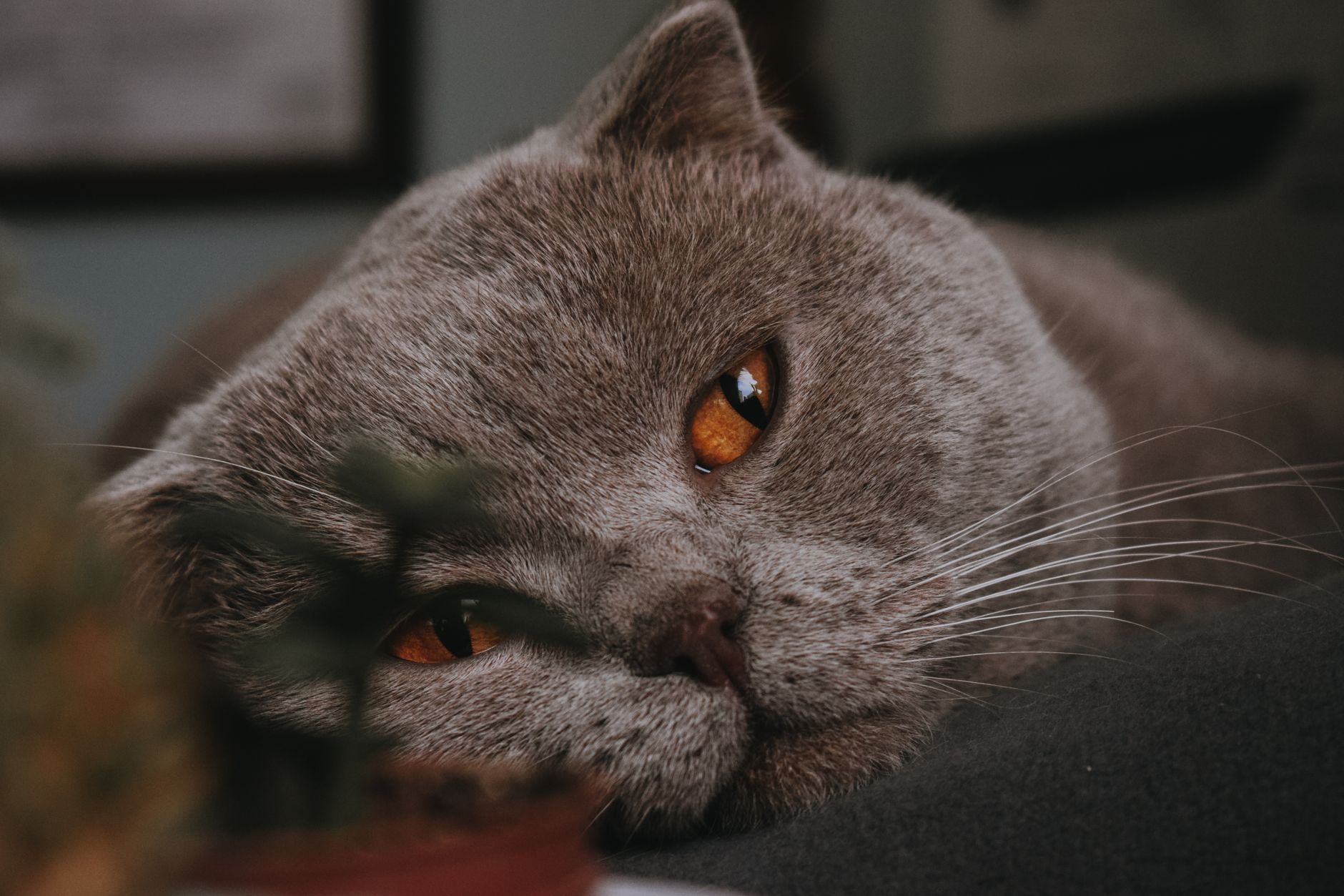 Yeni Eve Adaptasyon: Kedi İlk 30 Gün Detaylı Rehberi