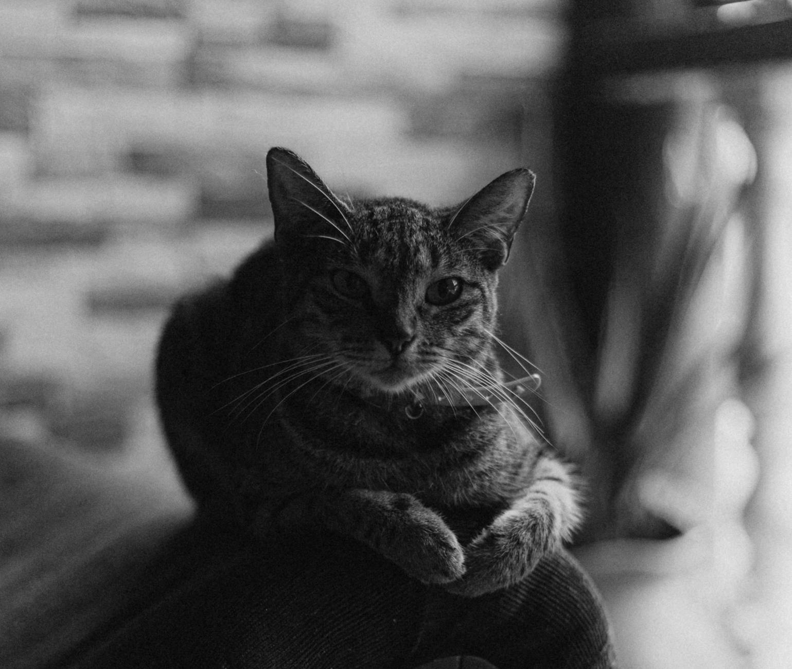 Yeni Eve Adaptasyon: Kedi İlk 30 Gün Detaylı Rehberi