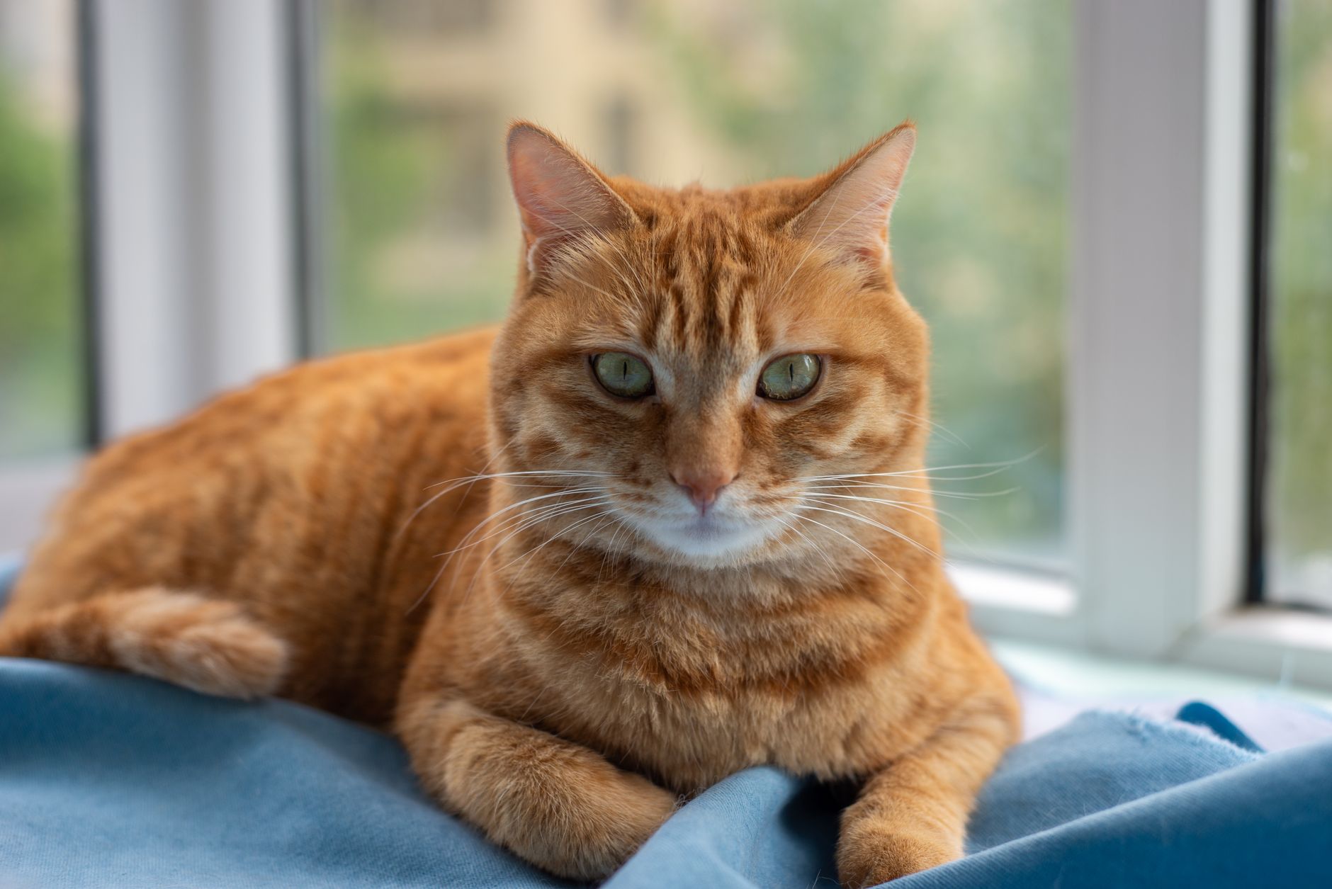 Yeni Eve Adaptasyon: Kedi İlk 30 Gün Detaylı Rehberi