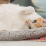 Yeni Eve Gelen Kedi: İlk 30 Günde Neler Yaşanır?