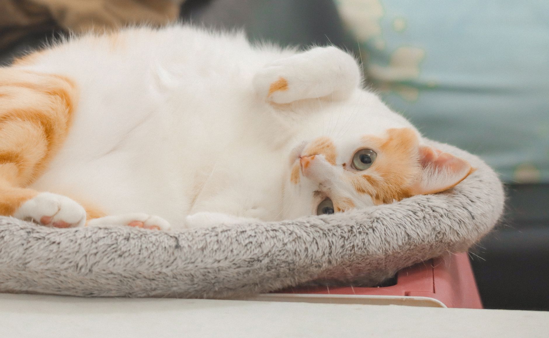 Yeni Eve Adaptasyon: Kedi İlk 30 Gün Detaylı Rehberi