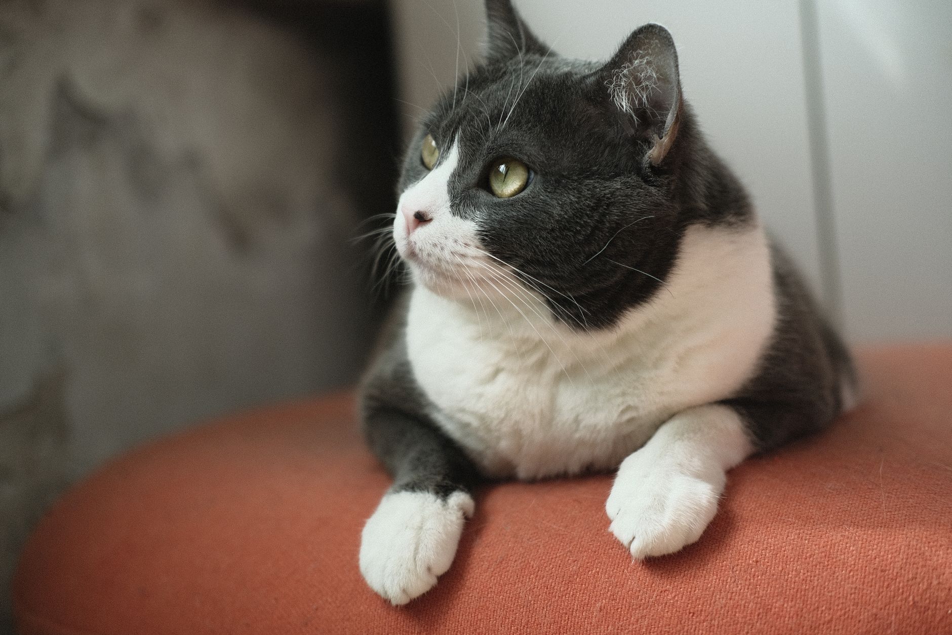 Yeni Eve Adaptasyon: Kedi İlk 30 Gün Detaylı Rehberi