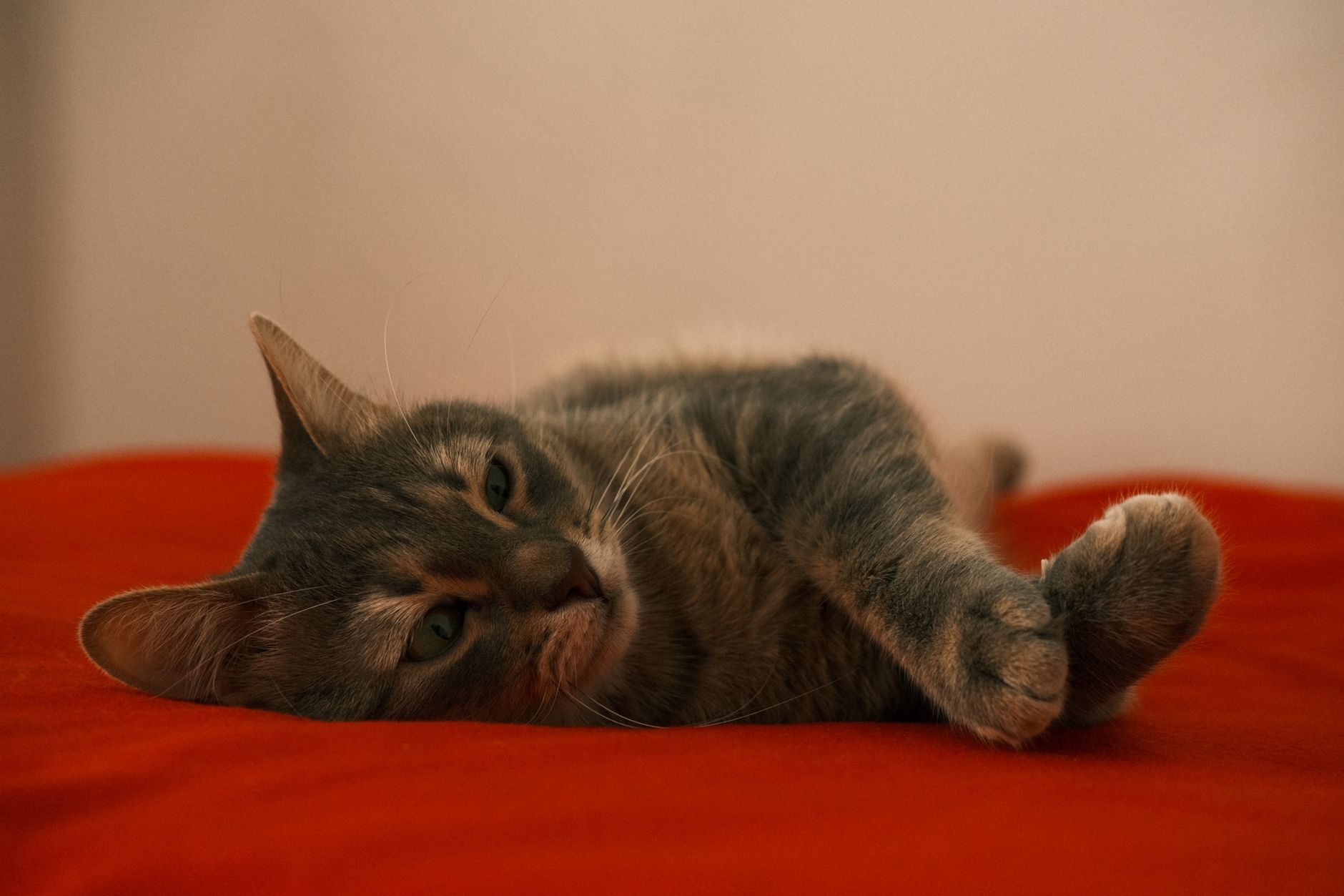 Yetişkin Kedi Beslenmesi: Mama Türü, Porsiyon ve Yaşam Evresi