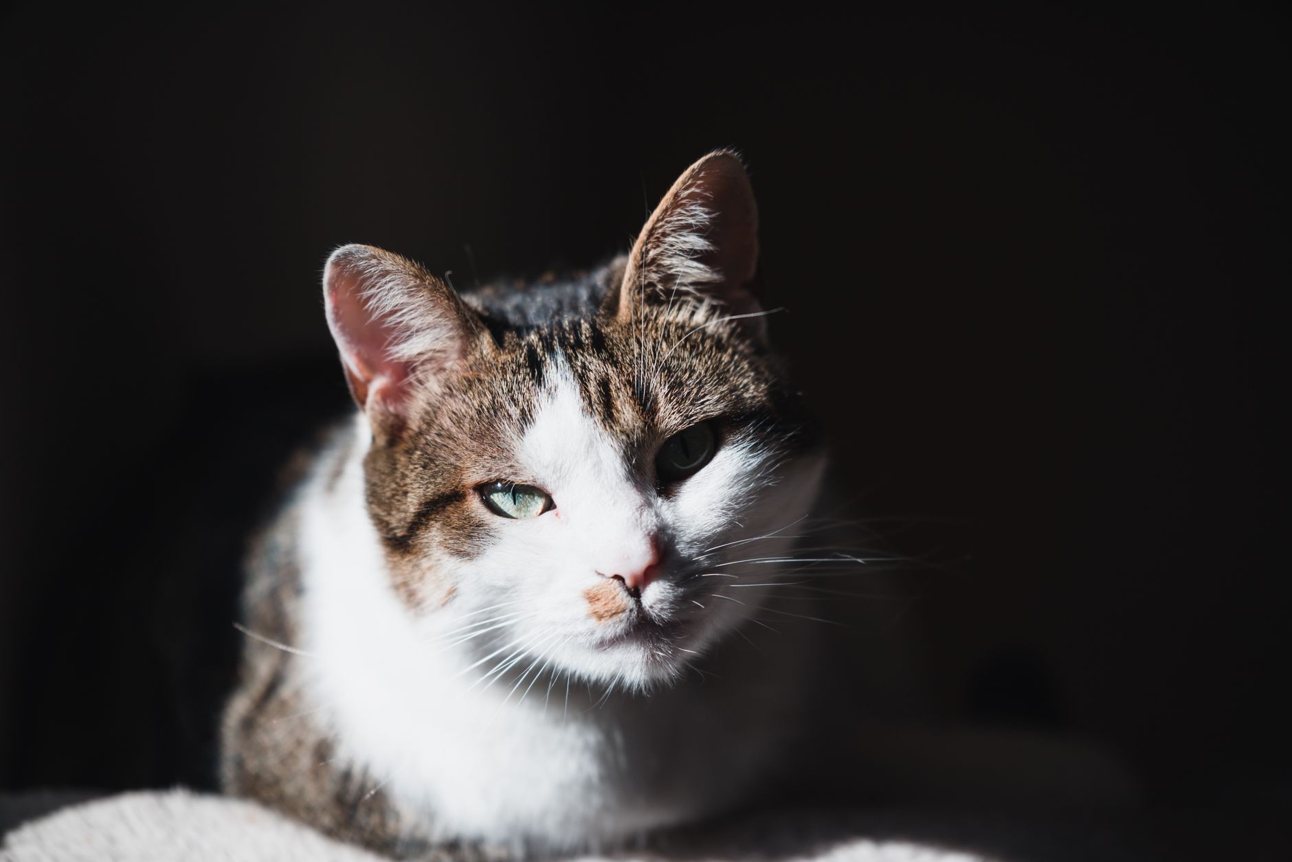 Yetişkin Kedi Beslenmesi: Mama Türü, Porsiyon ve Yaşam Evresi