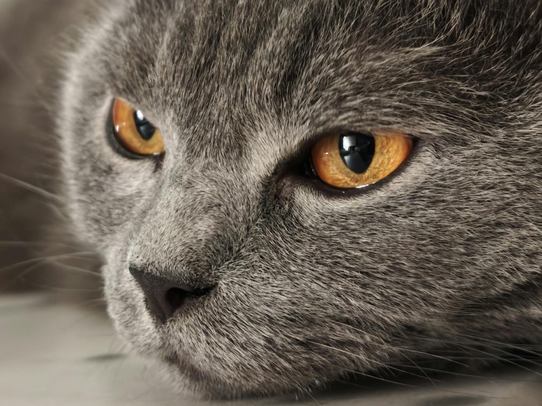 Yetişkin Kedi Beslenmesi: Mama Türü, Porsiyon ve Yaşam Evresi