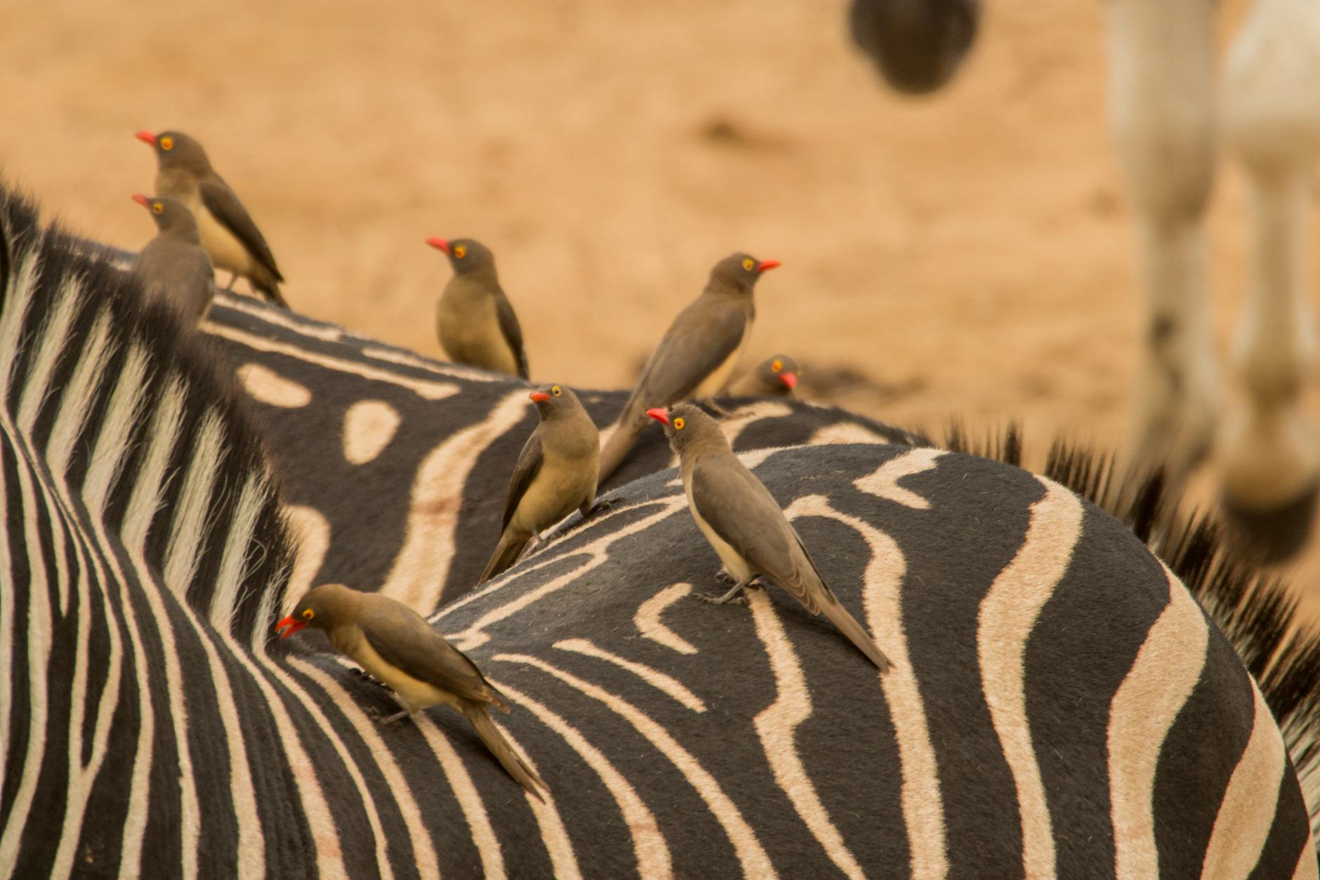 zebra ispinozu çifti
